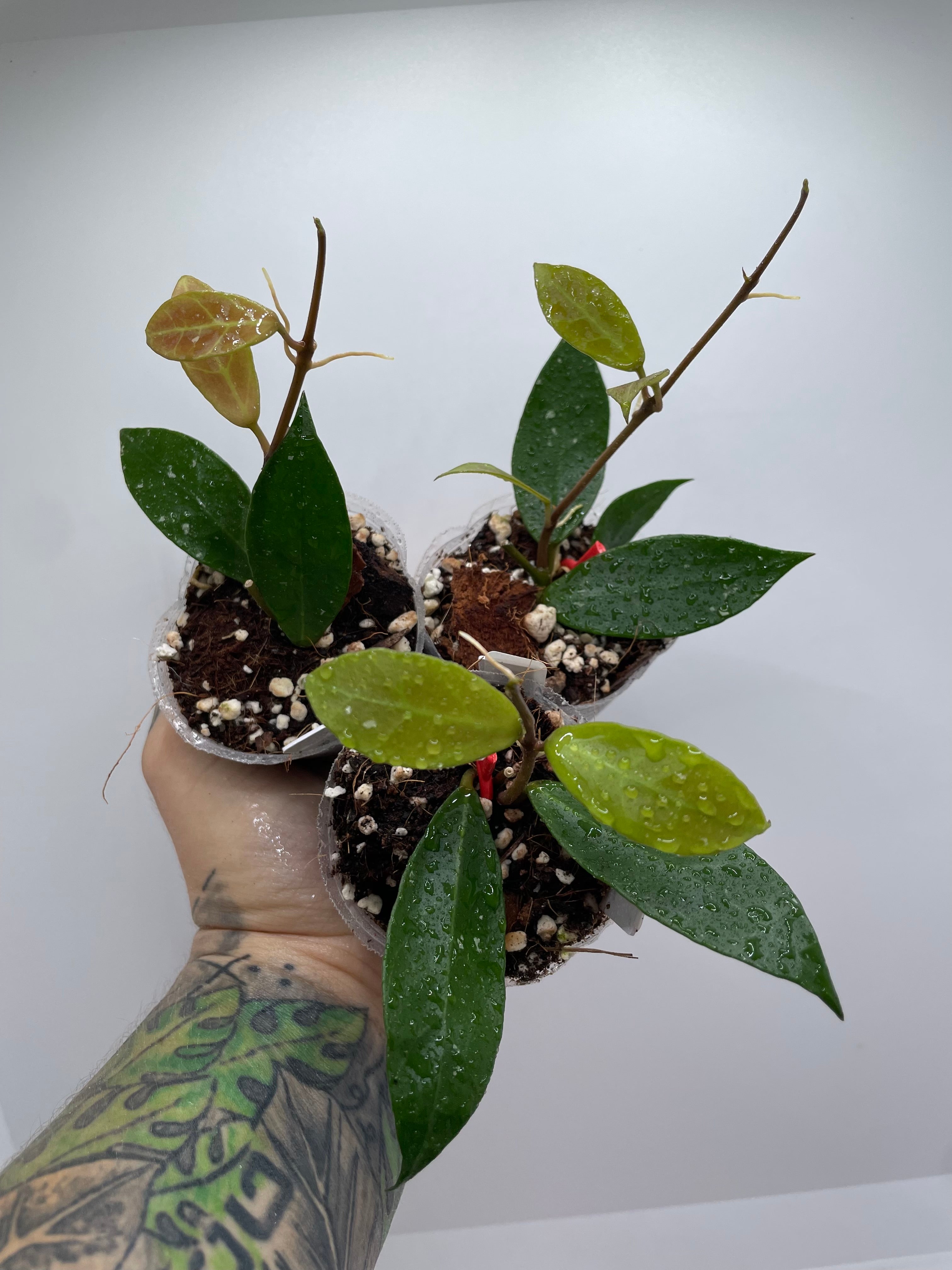 Hoya ‘Rebecca’ – Priest's Plant Paradise