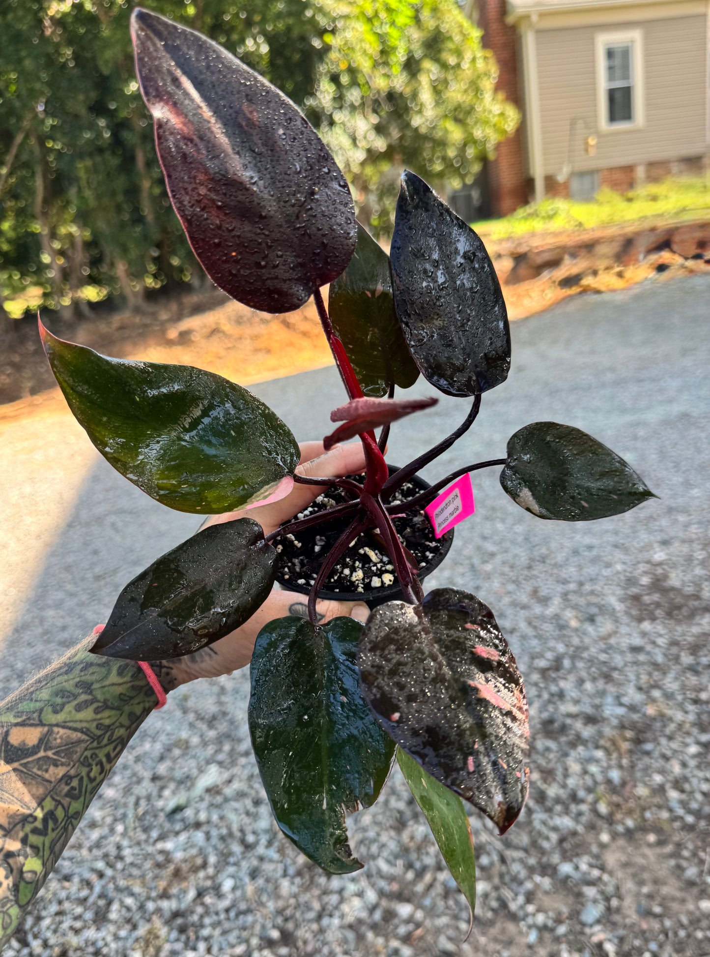 Philodendron Pink Princess