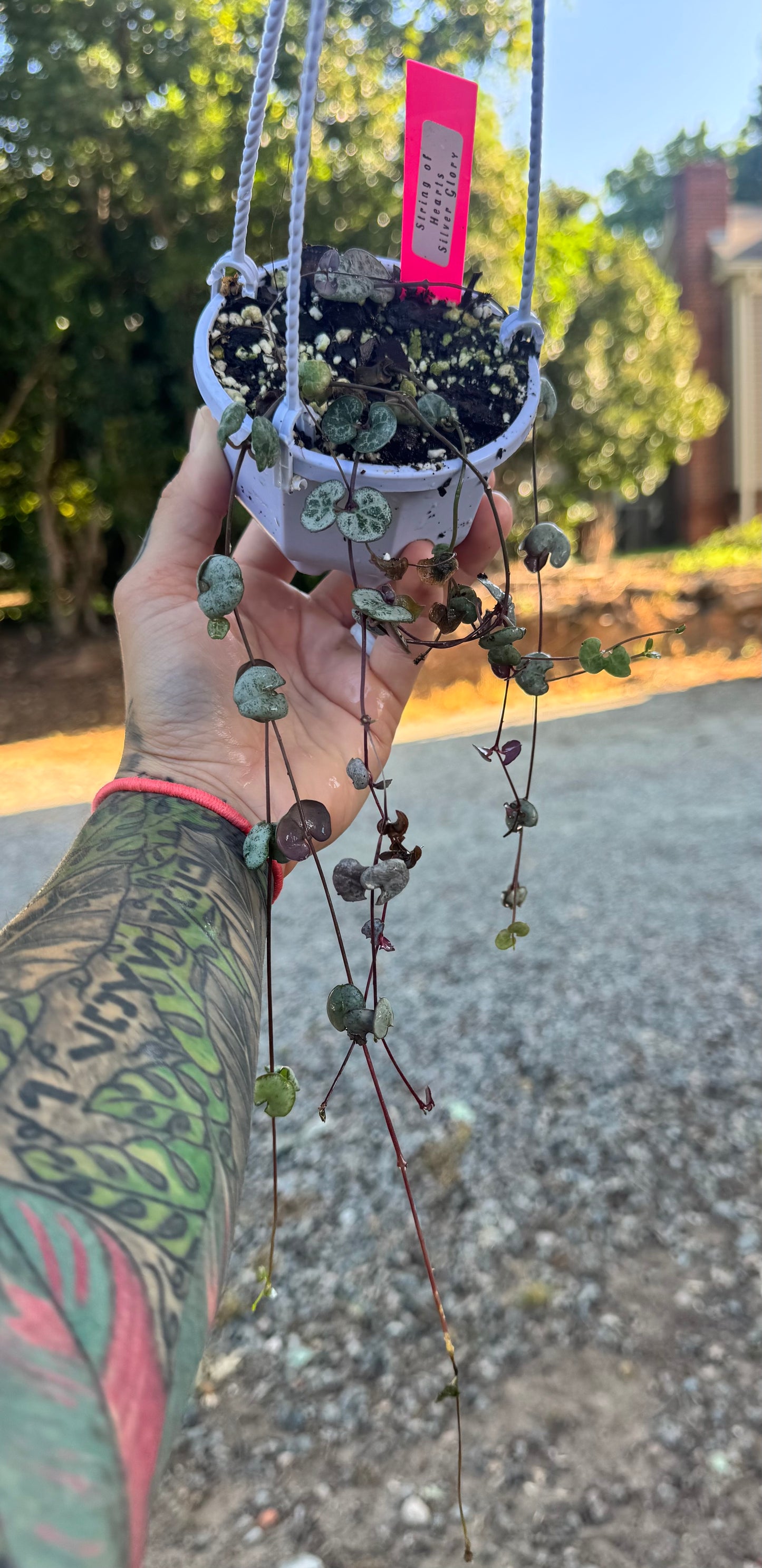 String of Hearts ‘silver glory’