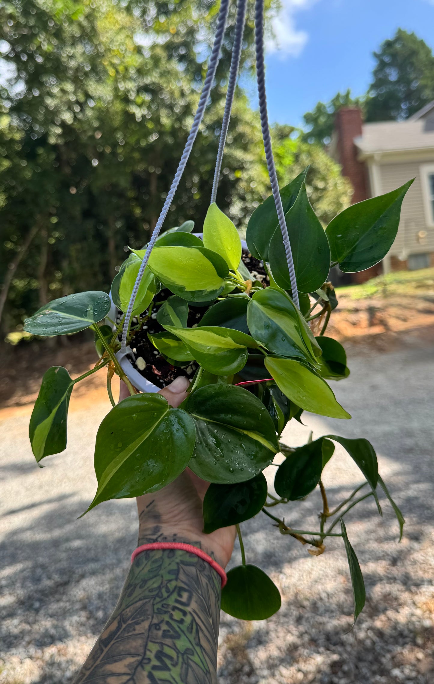 Philodendron Brazil