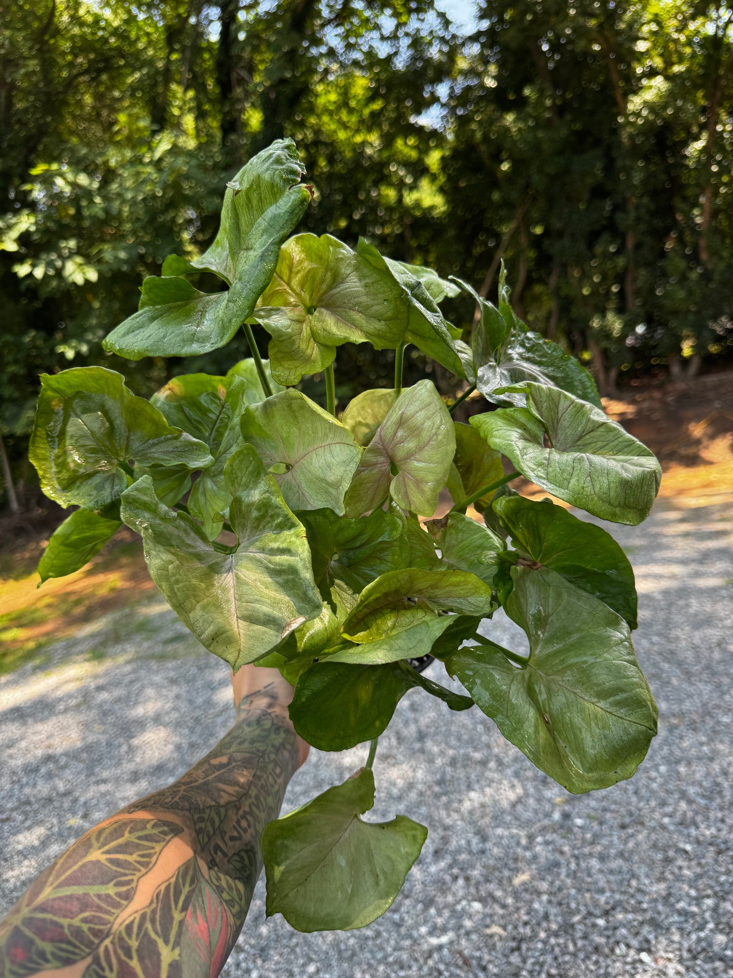 Syngonium Green Splash