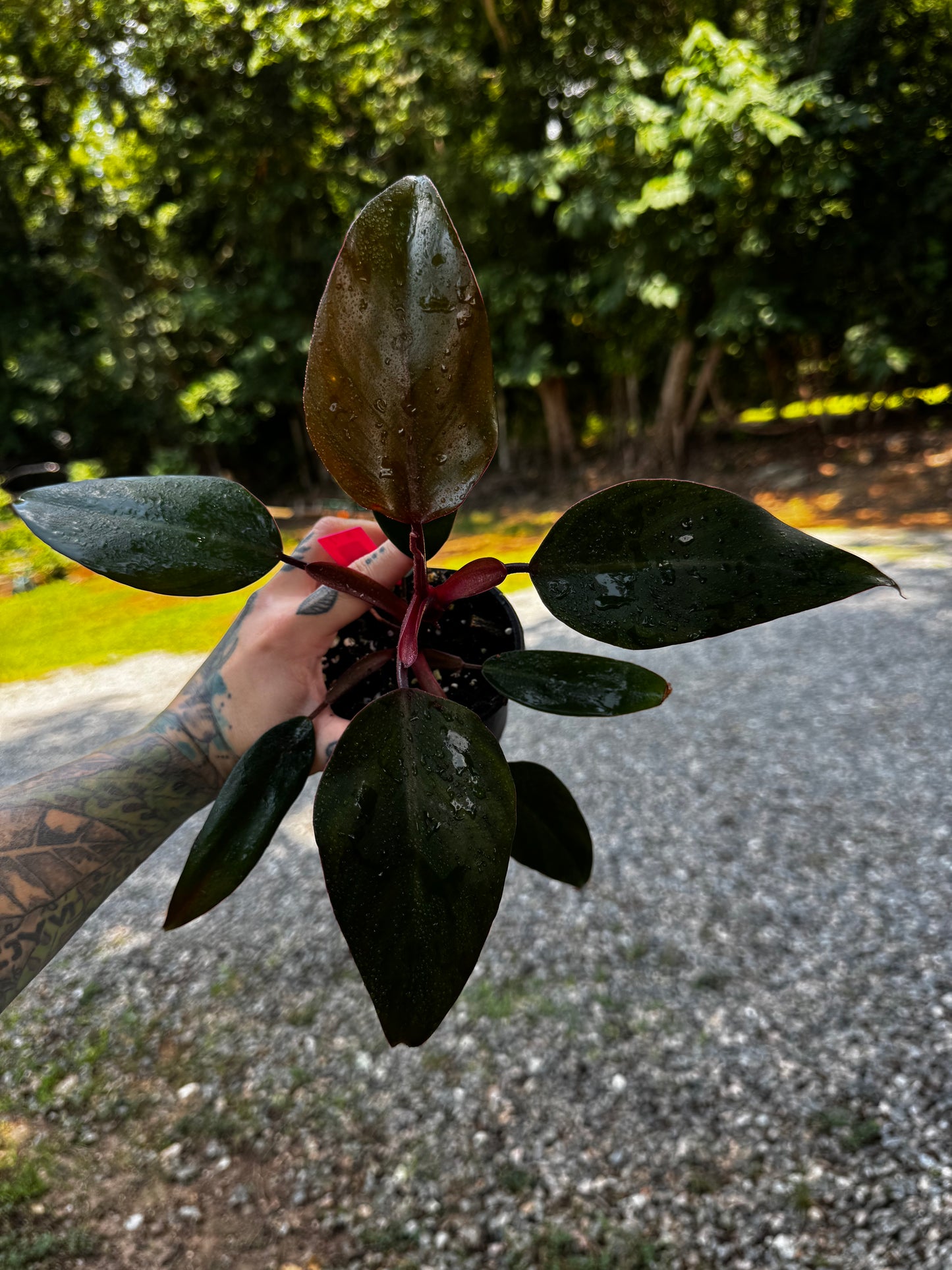 Philodendron Red Emerald