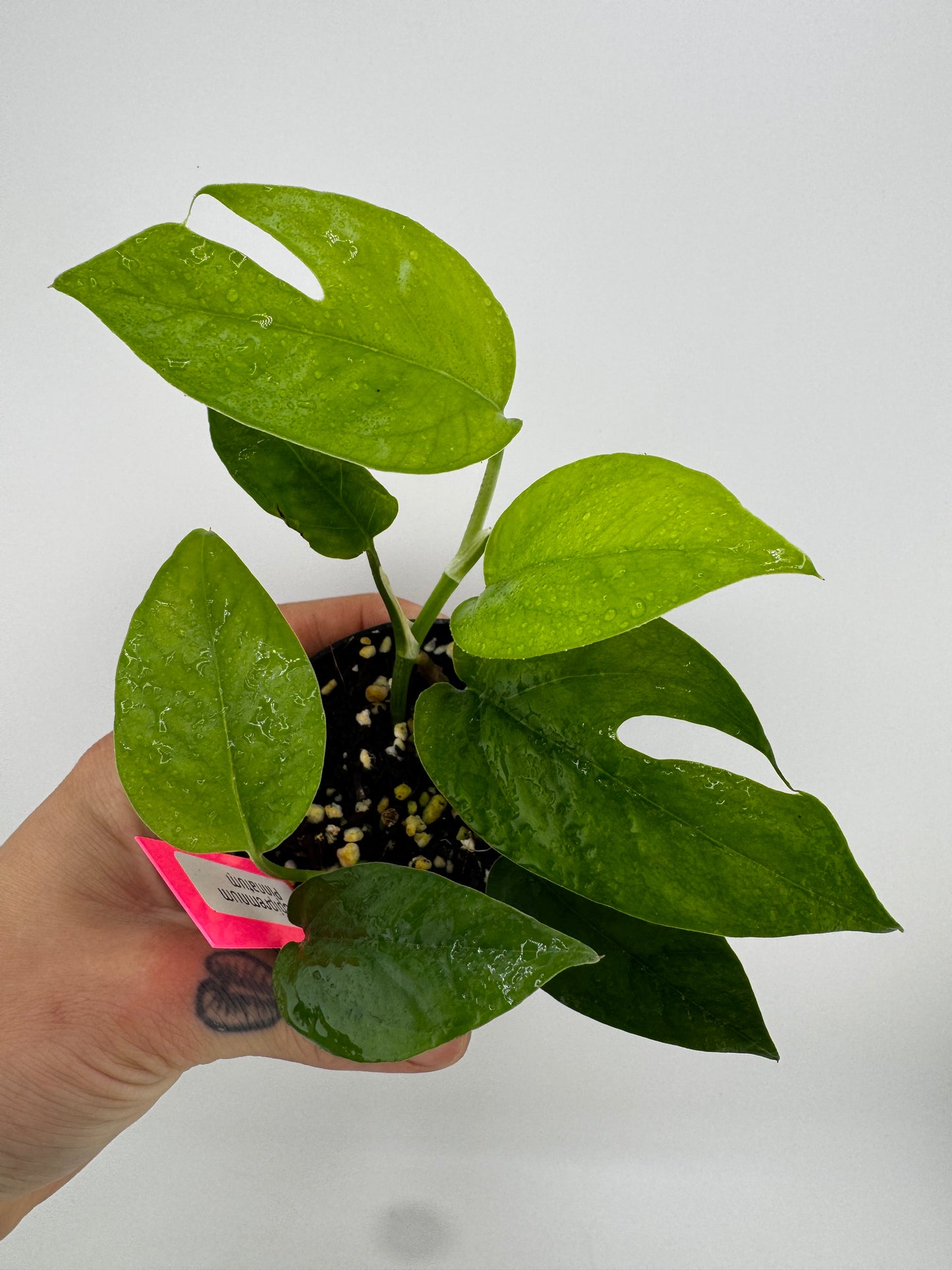Epipremnum Pinnatum