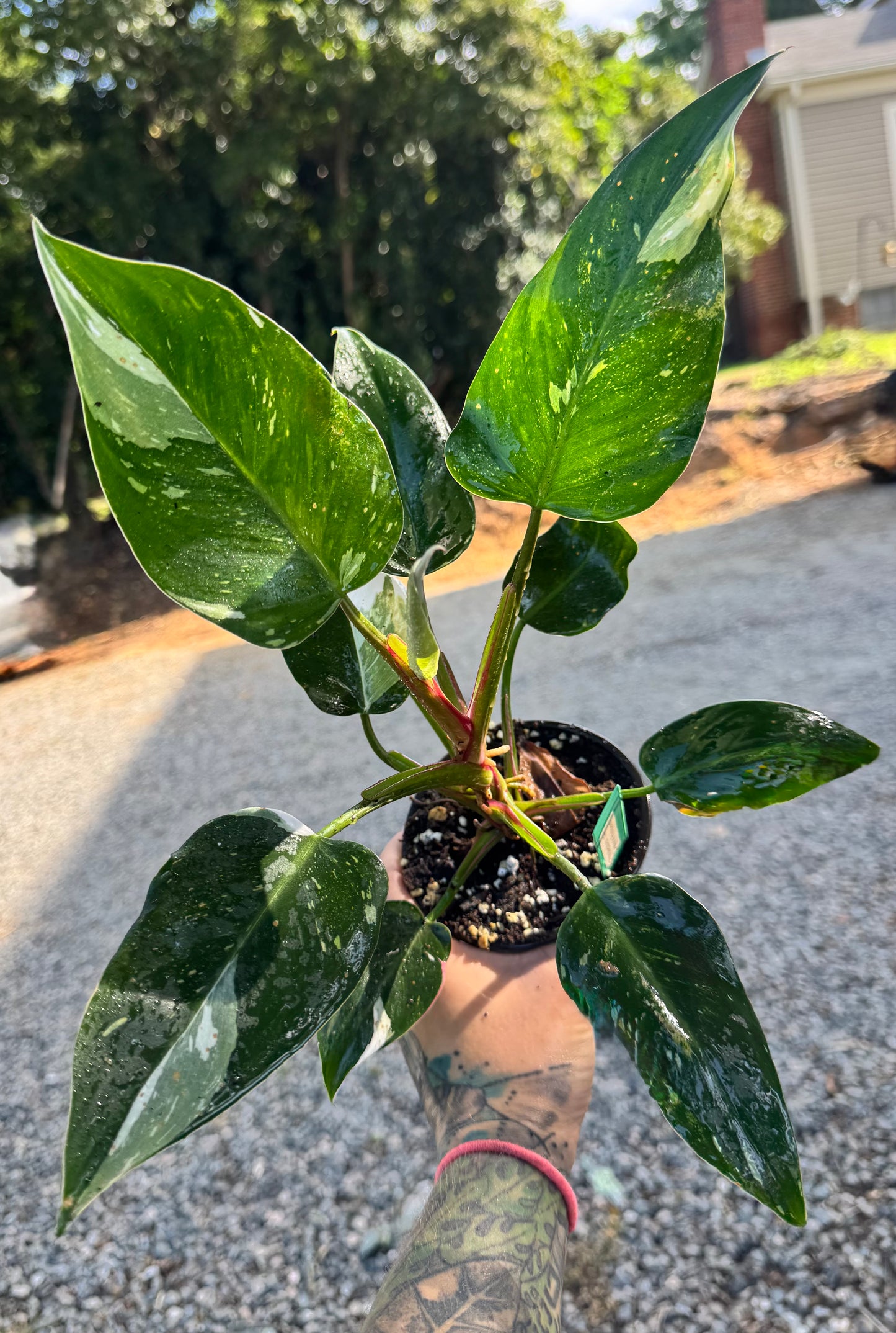 Philodendron White Princess Variegated