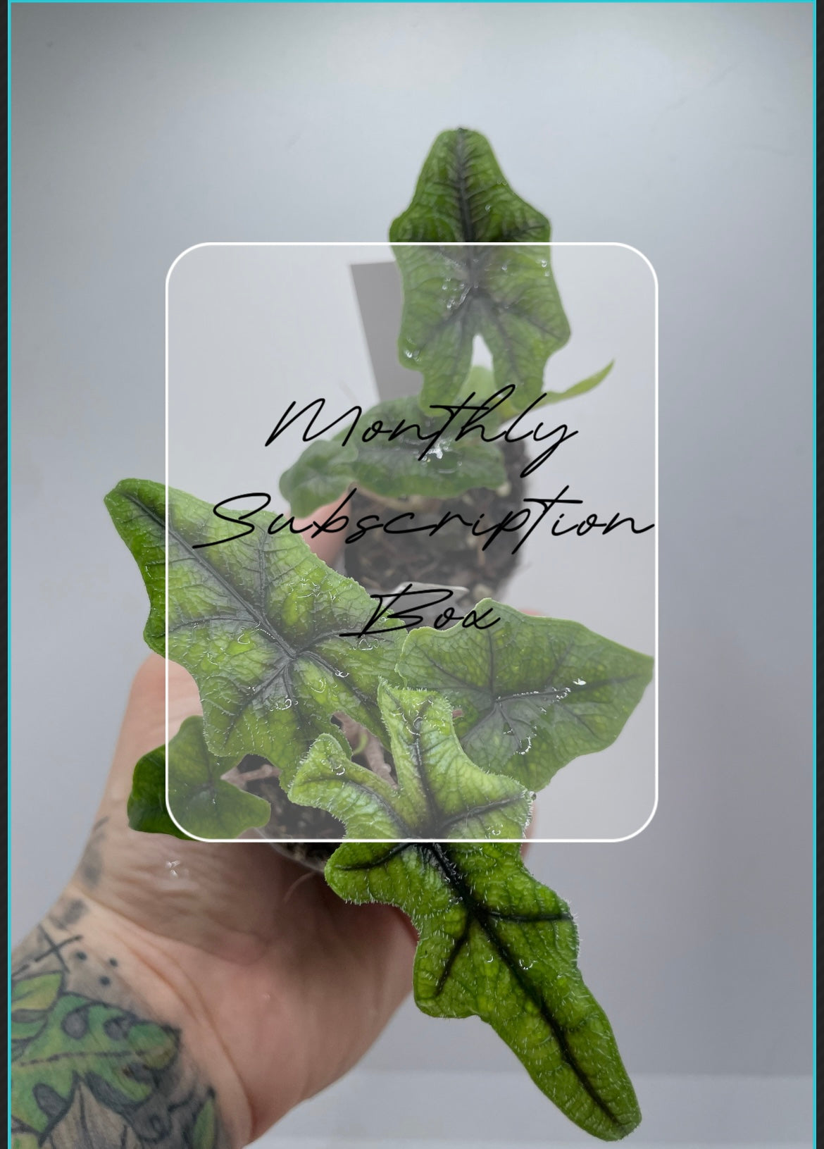 monthly potted plant subscription Monthly Subscription Box (1 plant + 1 accessory) – Priest's Plant Paradise