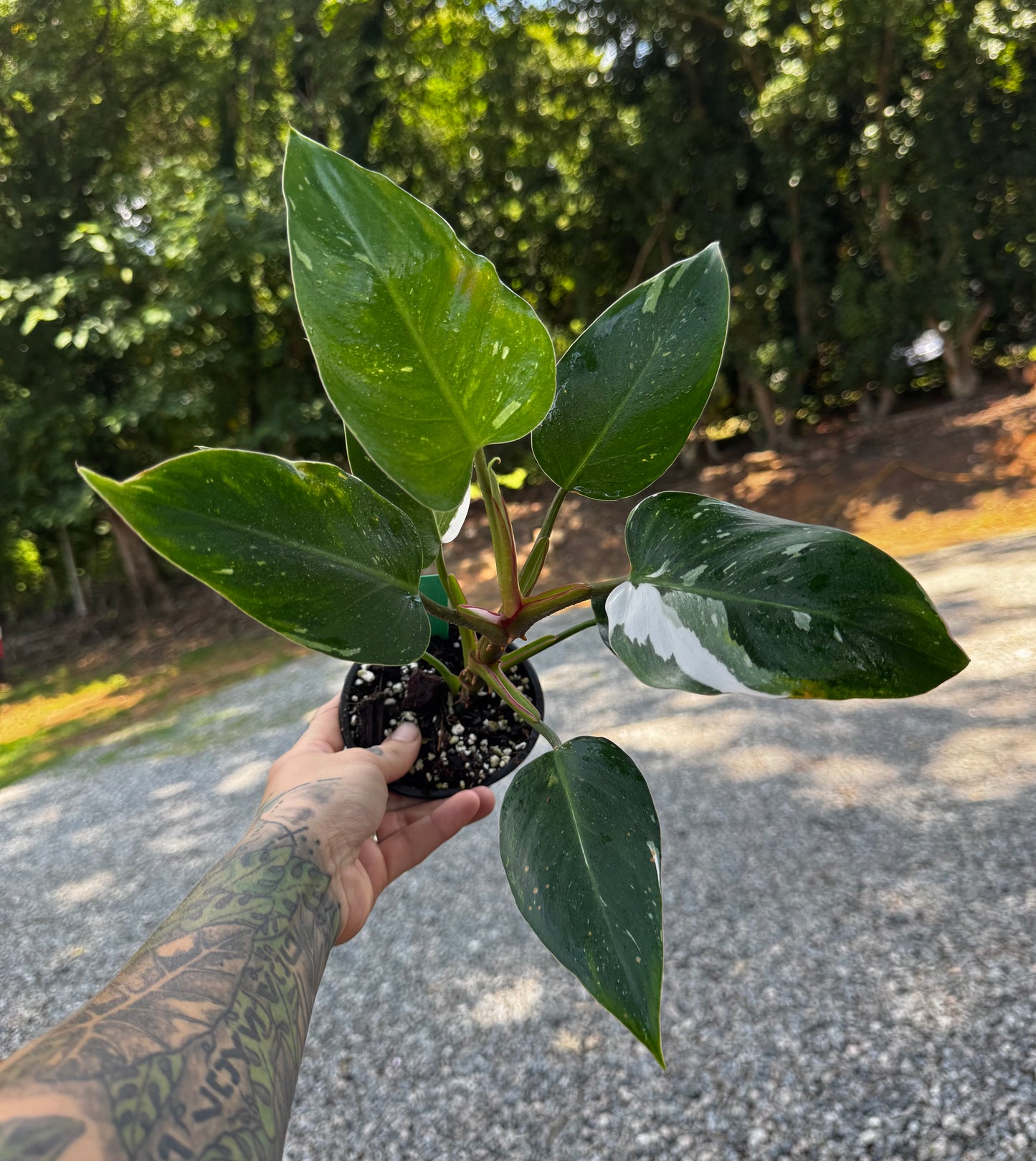 Philodendron White Princess Variegated