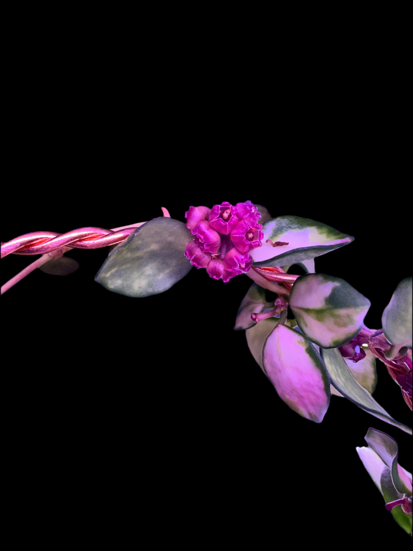 Bloom example from mother plant