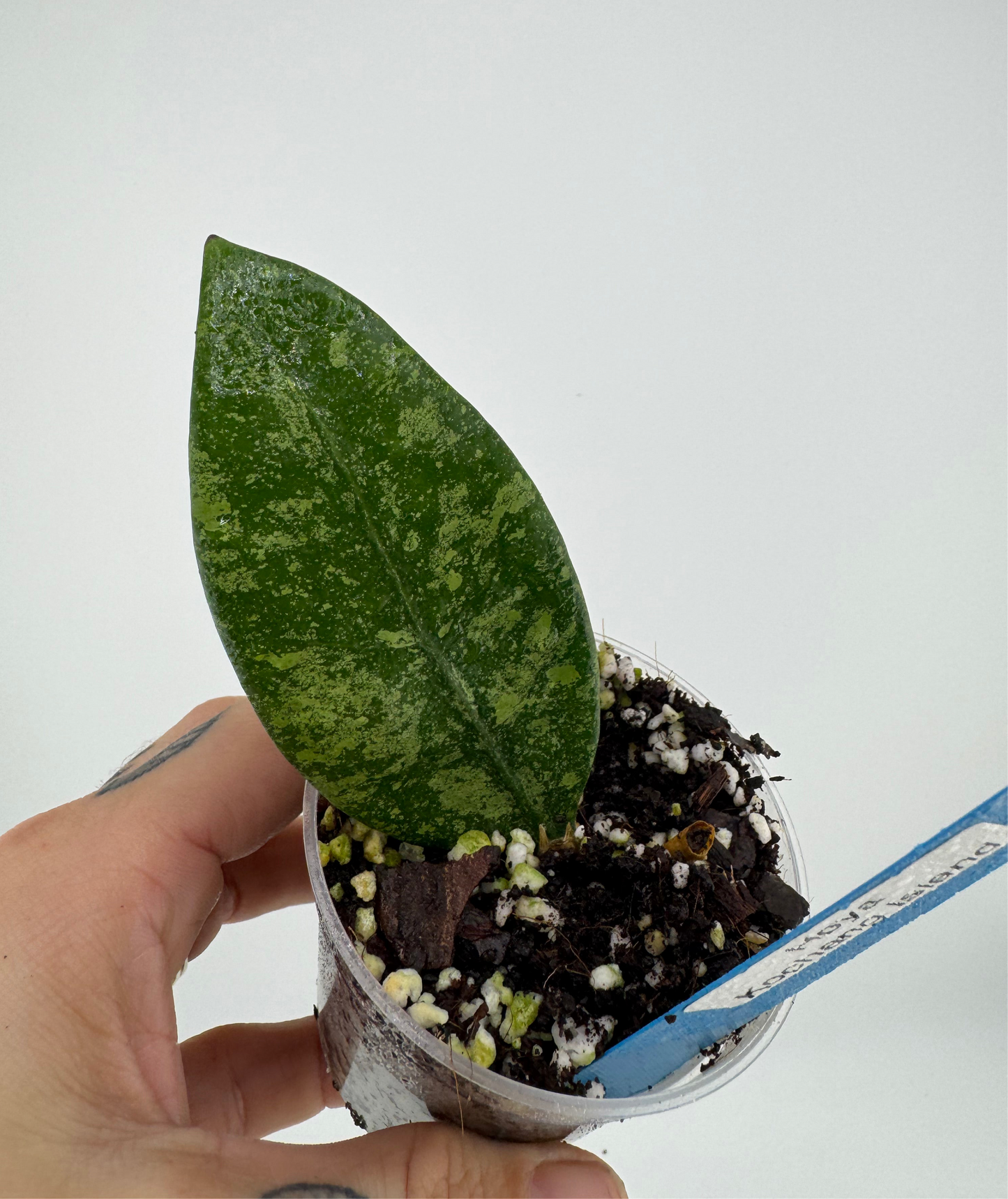 Hoya ‘Kochang Island’