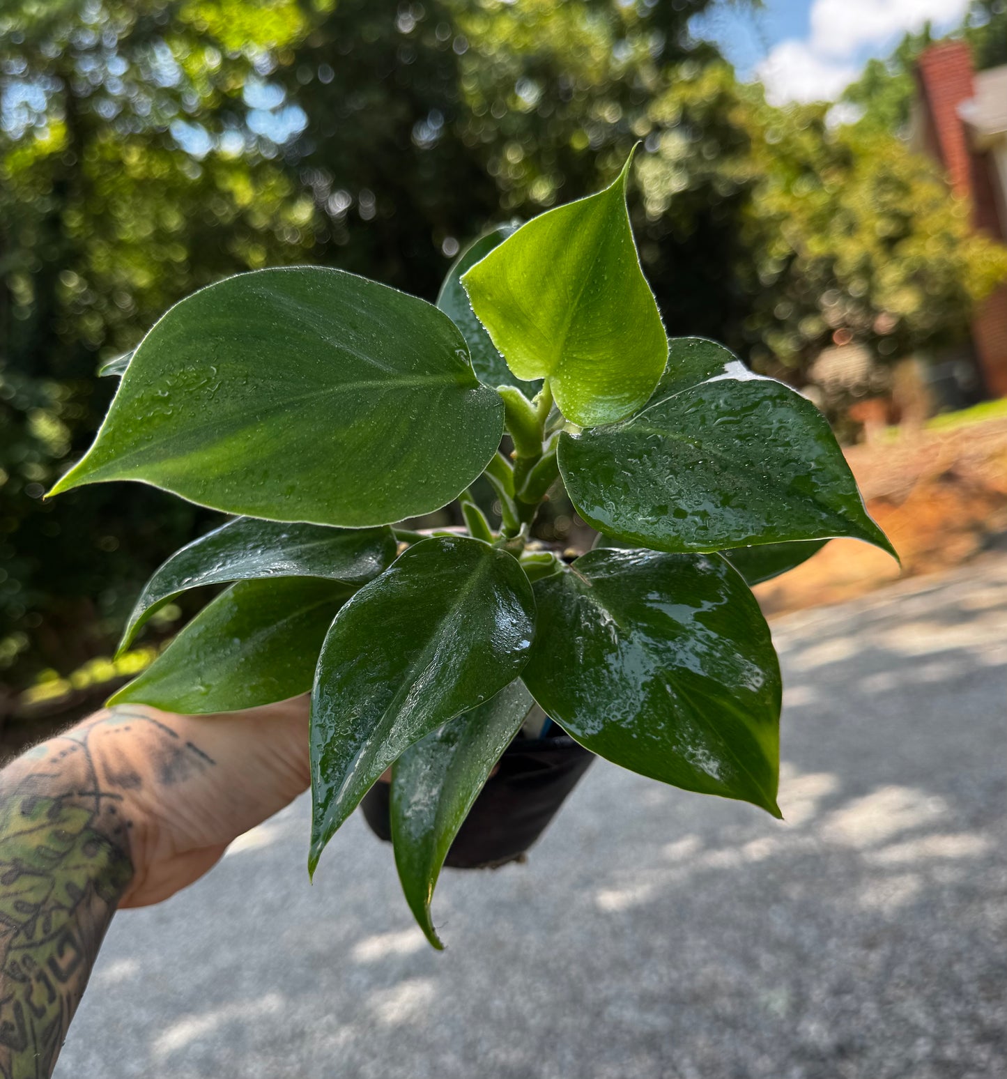 White Wizard Philodendron