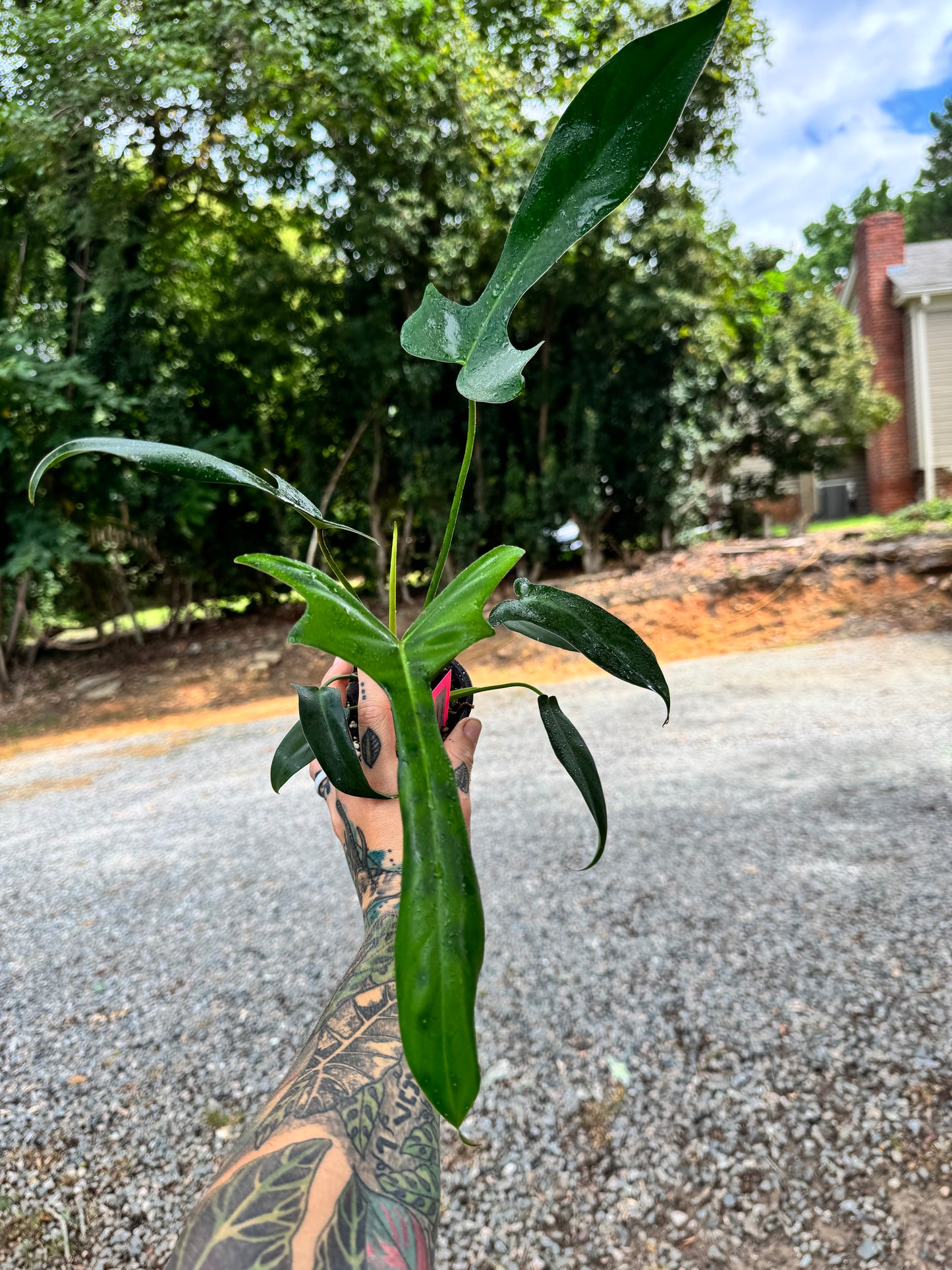 Philodendron Longilobotum/Leylani Miyano