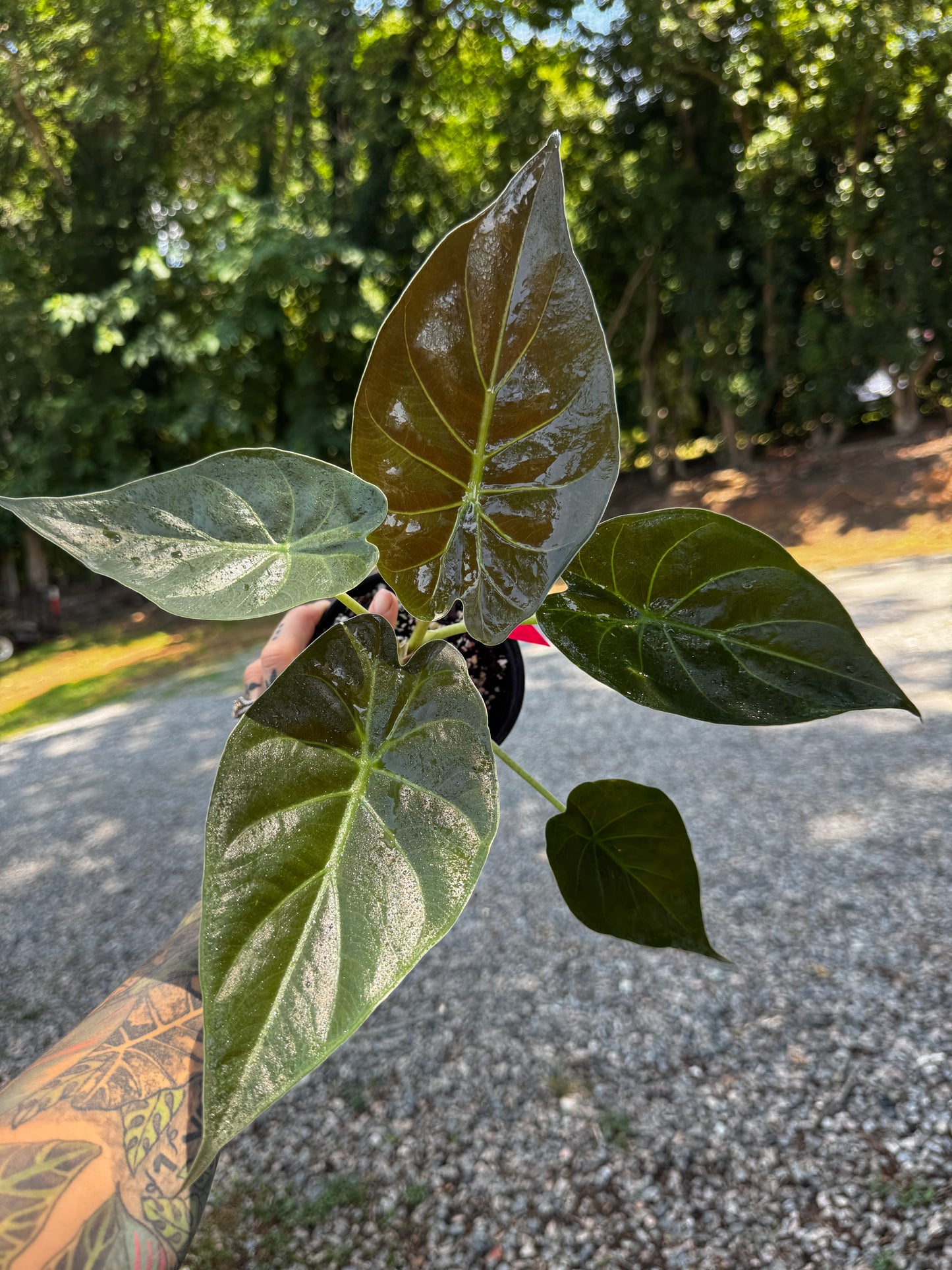 Alocasia Wentii