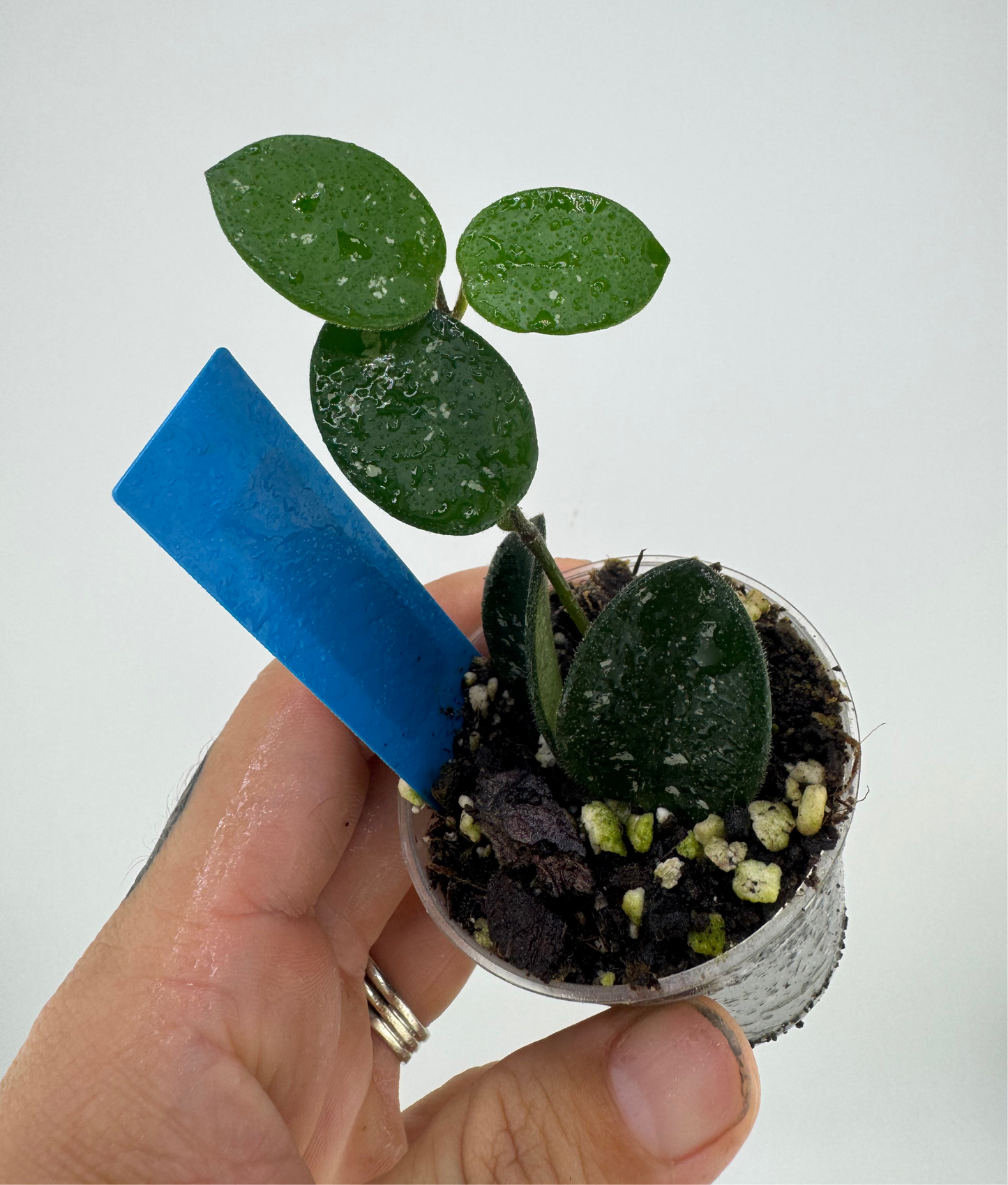 Hoya mathilde splash