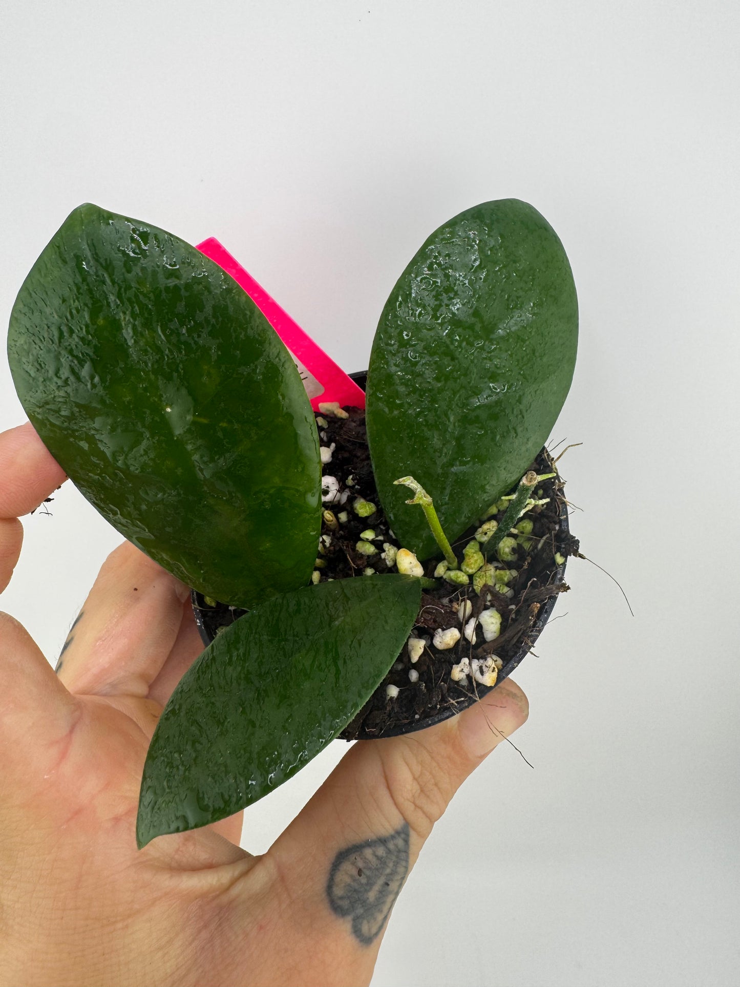 Hoya Australis