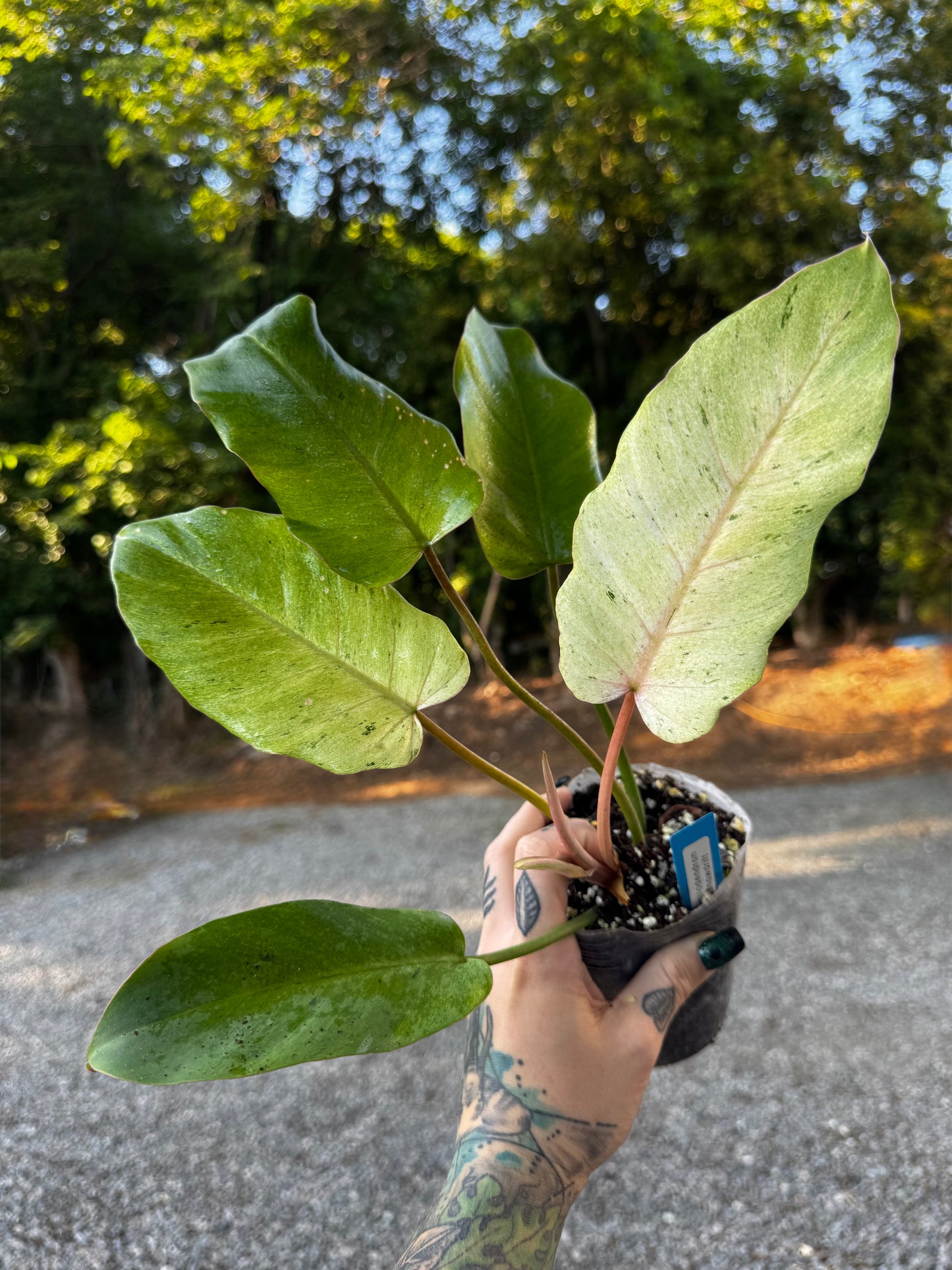 Philodendron Snowdrift