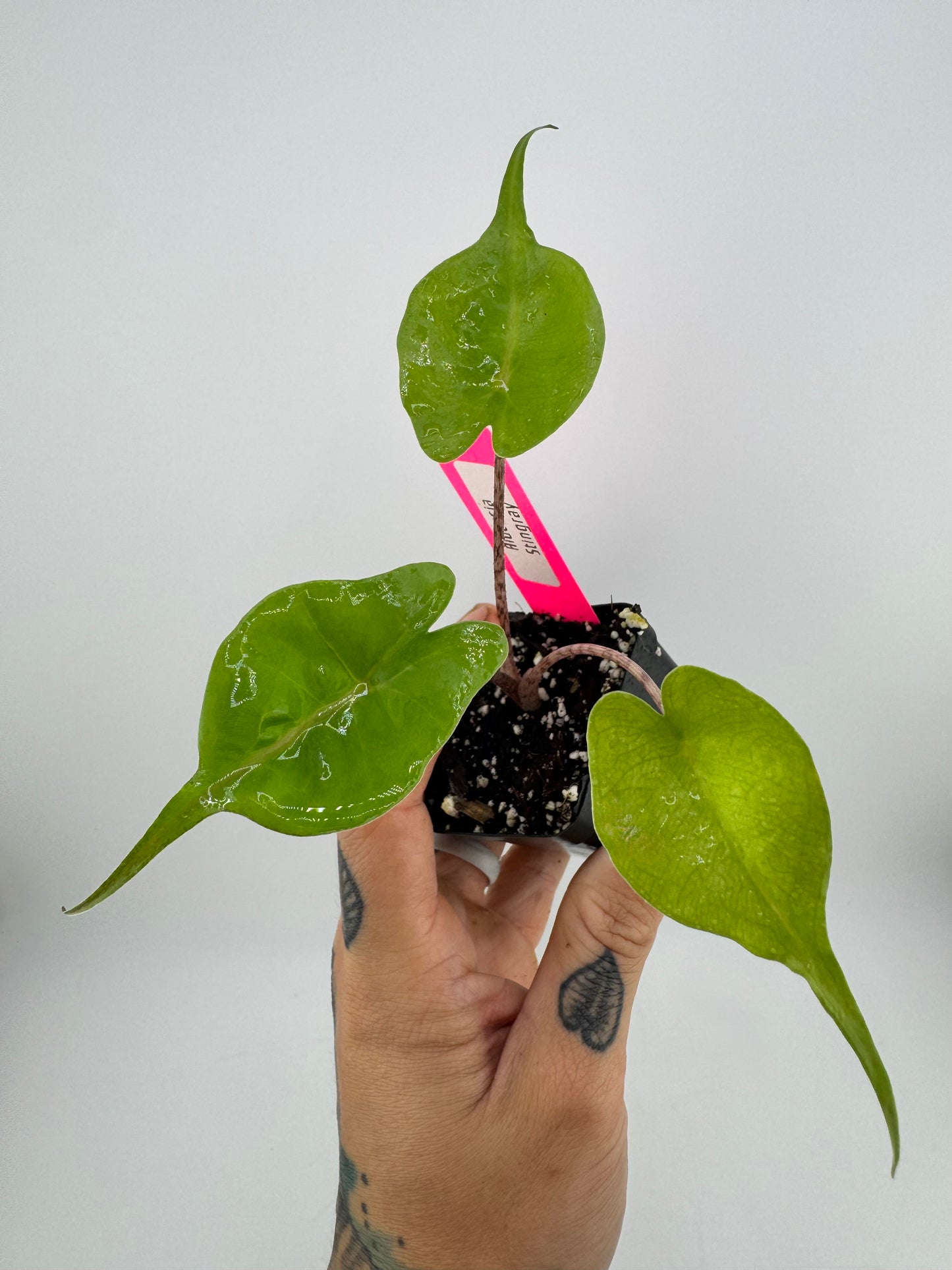 Alocasia Stingray