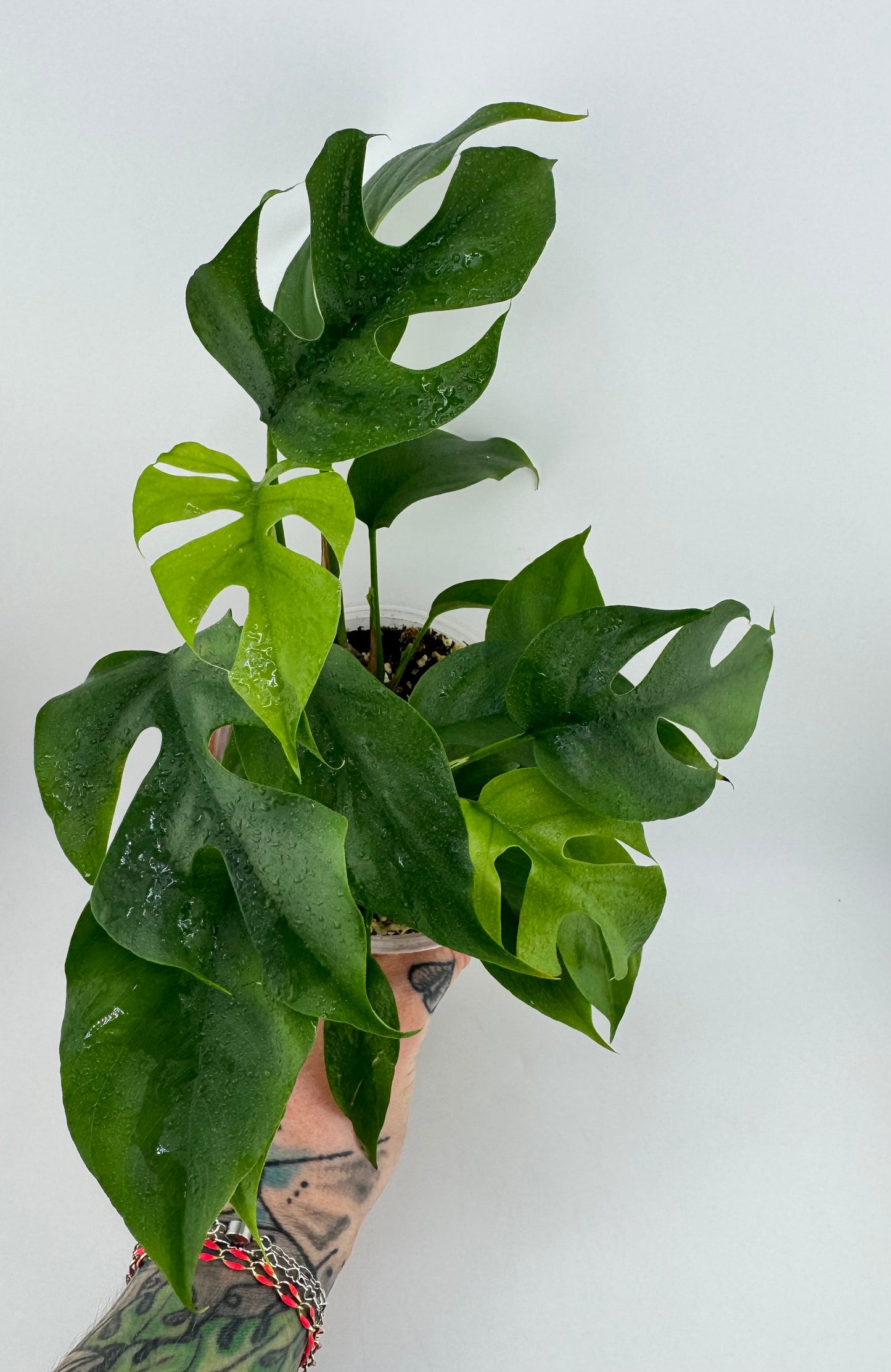 Raphidaphora Tetrasperma