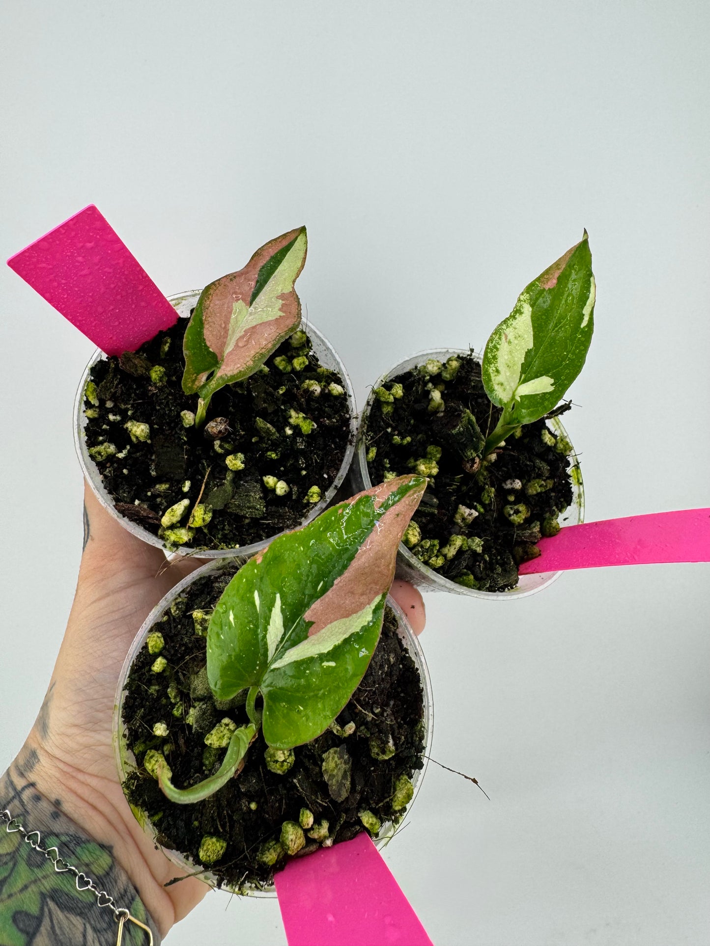 Syngonium Variegated Red Spot Tricolor