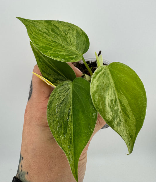 Philodendron Heartleaf Variegated