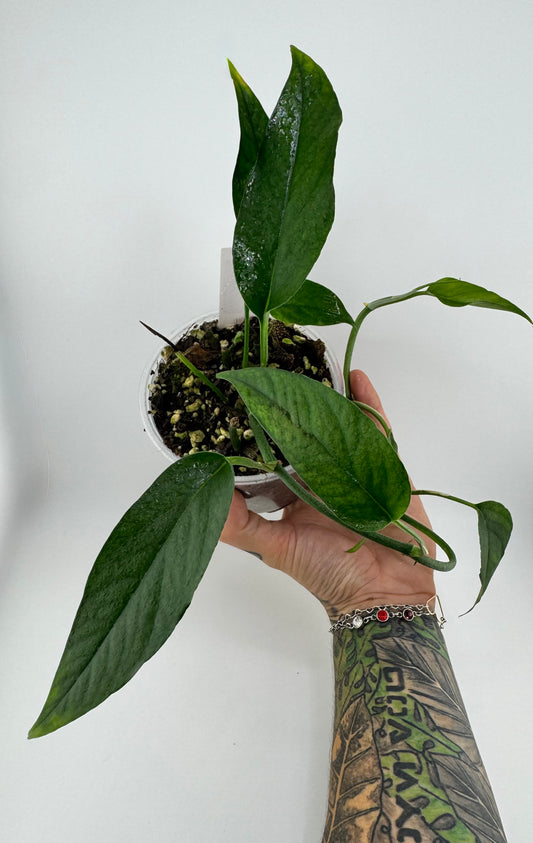 Pothos ‘Baltic Blue’