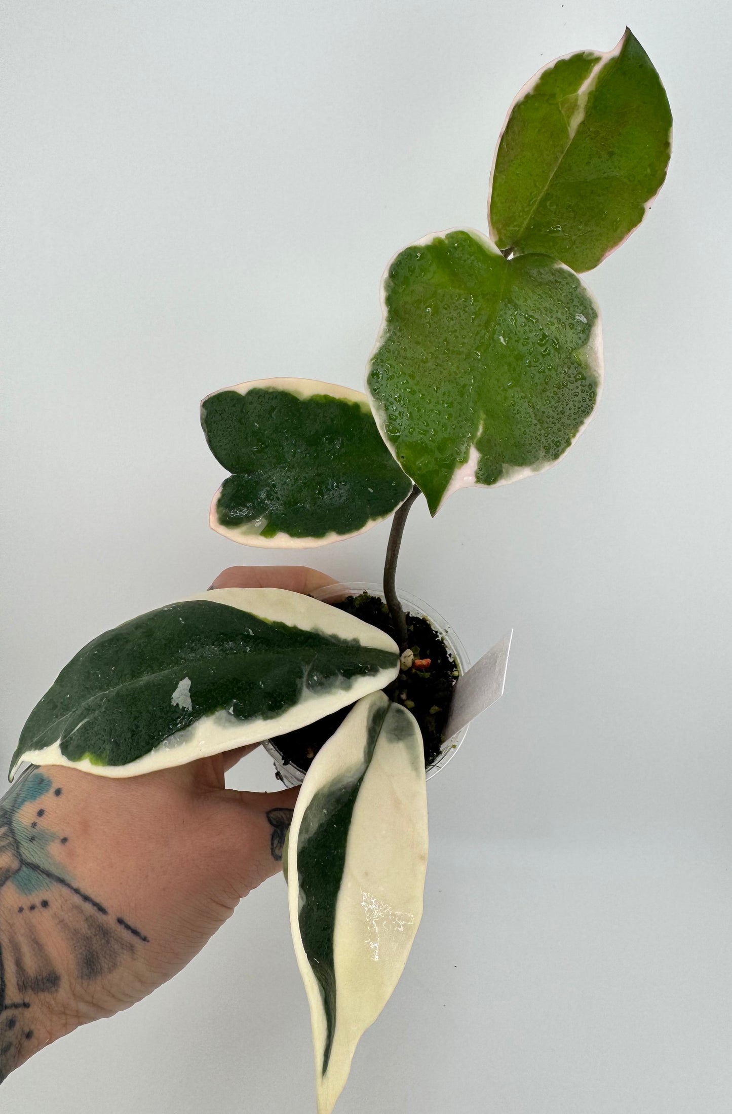 Hoya Carnosa ‘crimson queen’