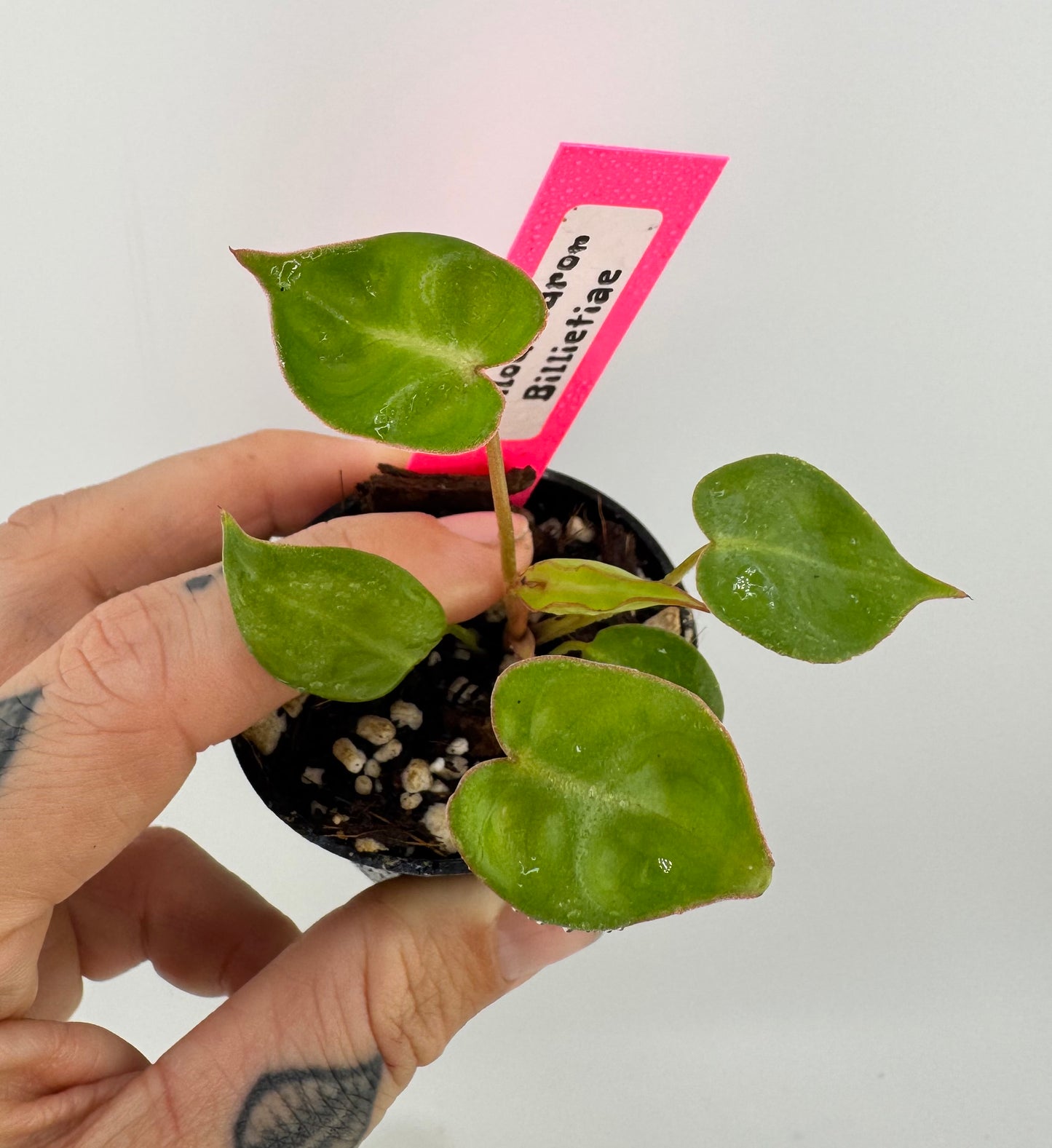 Philodendron Billietiae