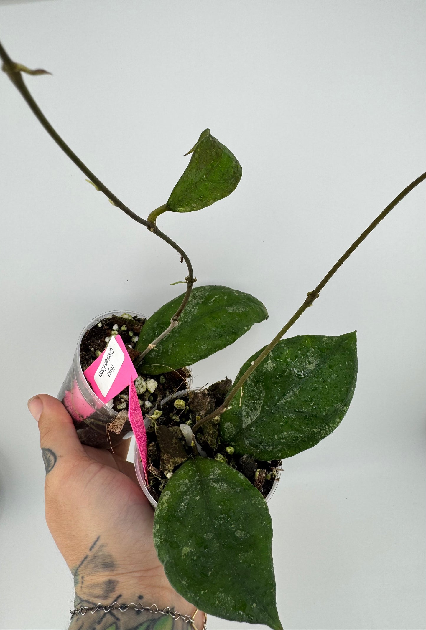 Hoya Finlaysonii ‘chicken farm’