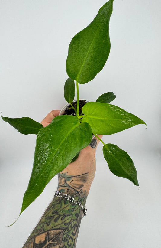 Philodendron Gigantum