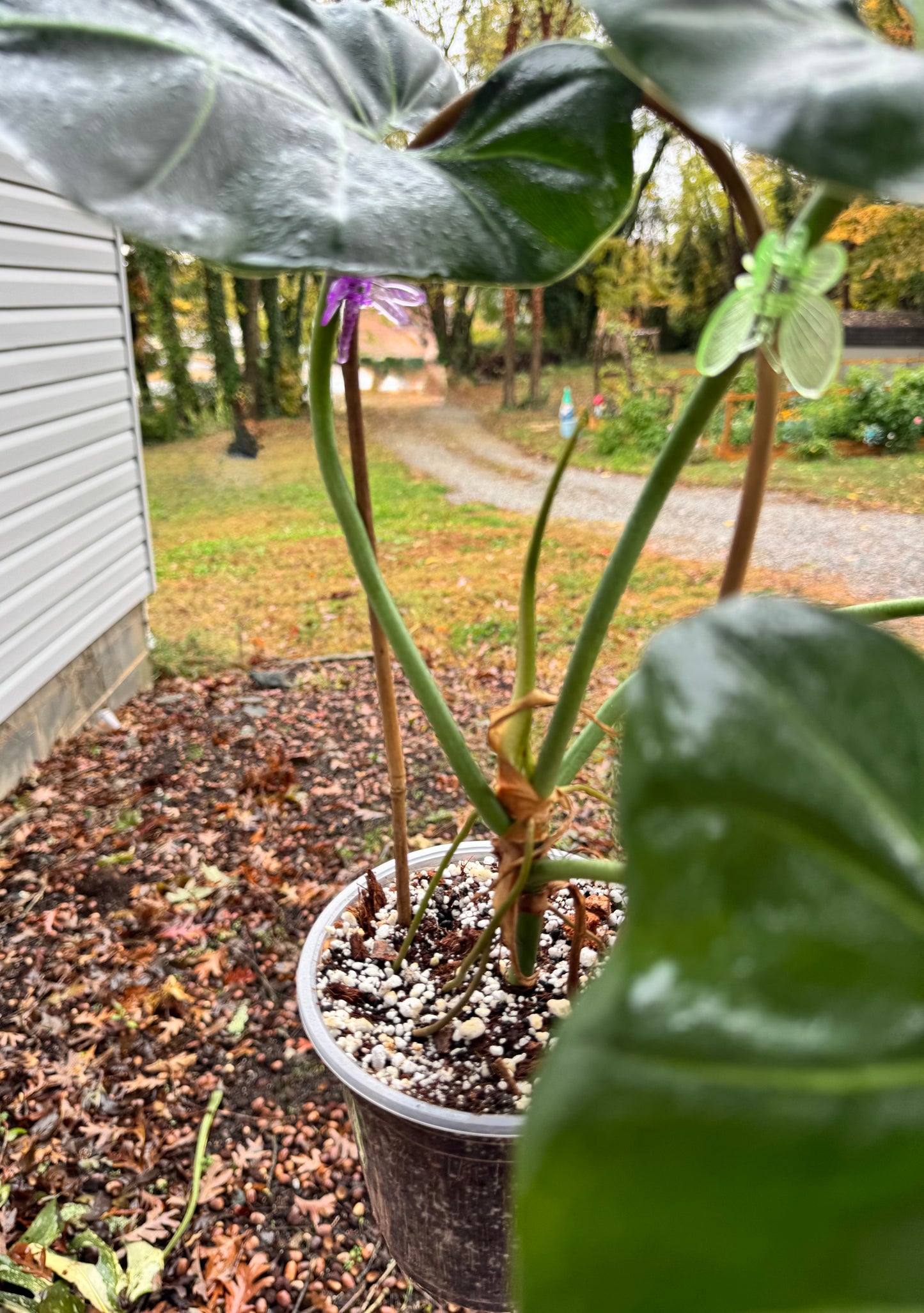 Philodendron. Maximum