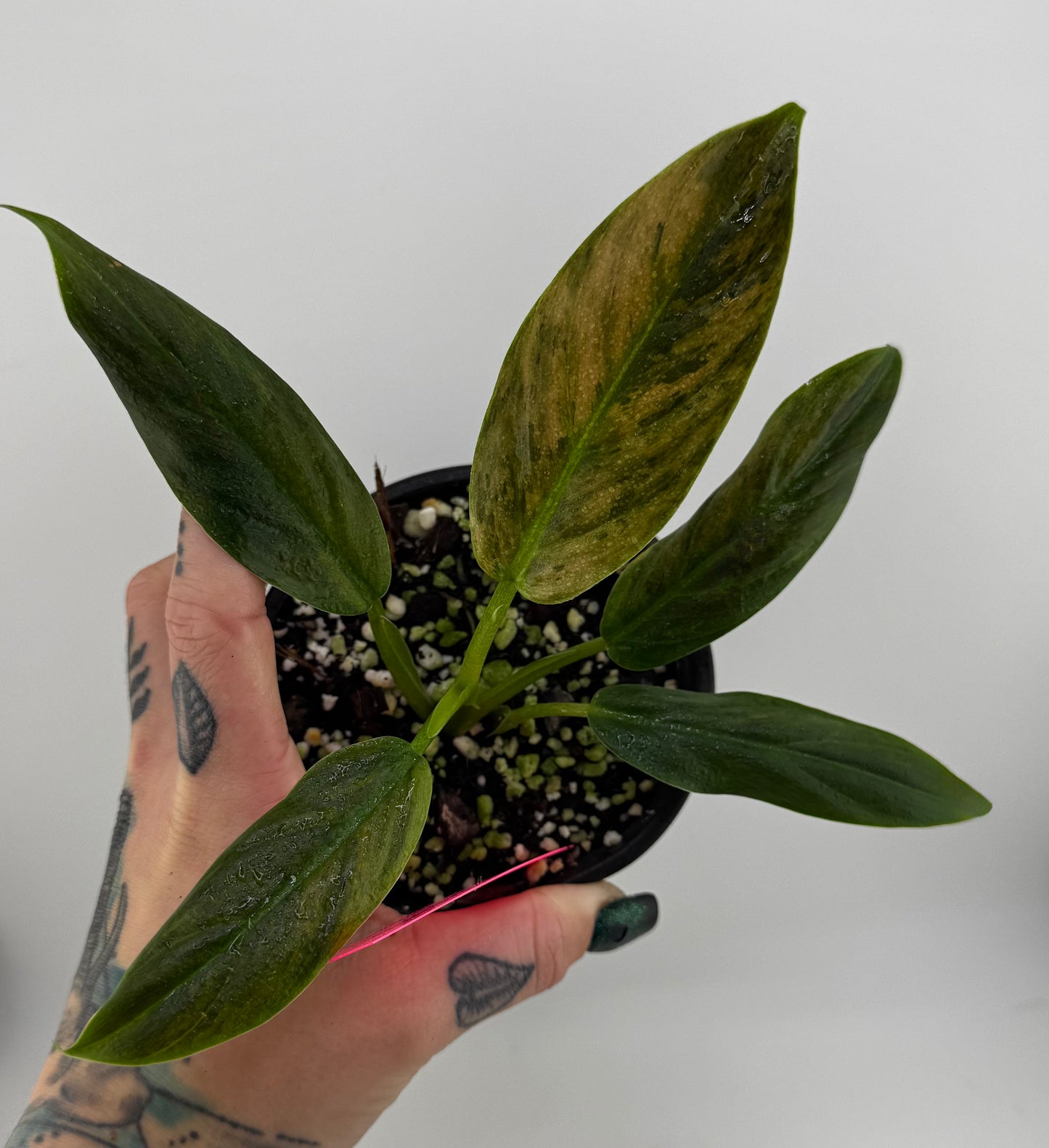 Philodendron Variegated Subhastum