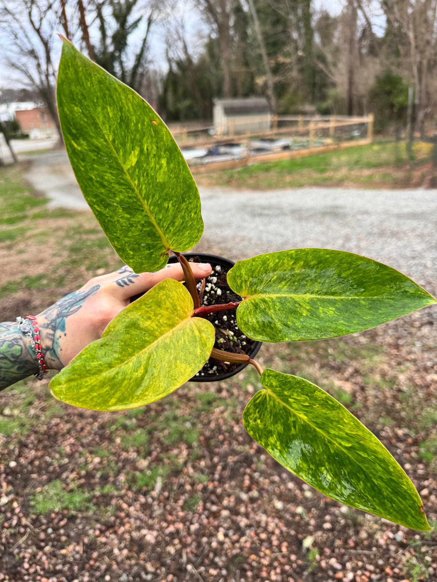Philodendron Painted Lady