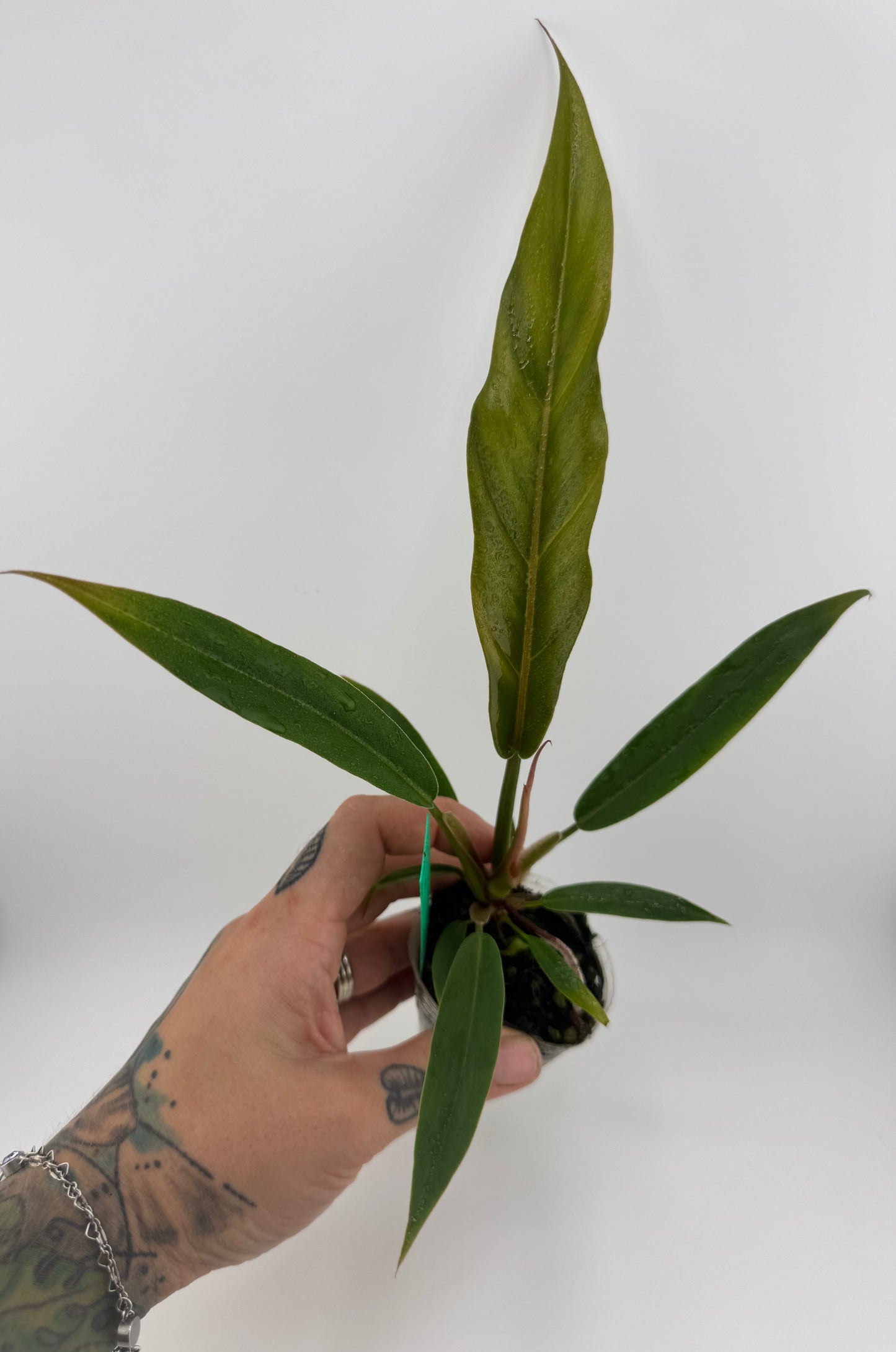 Philodendron Pluto