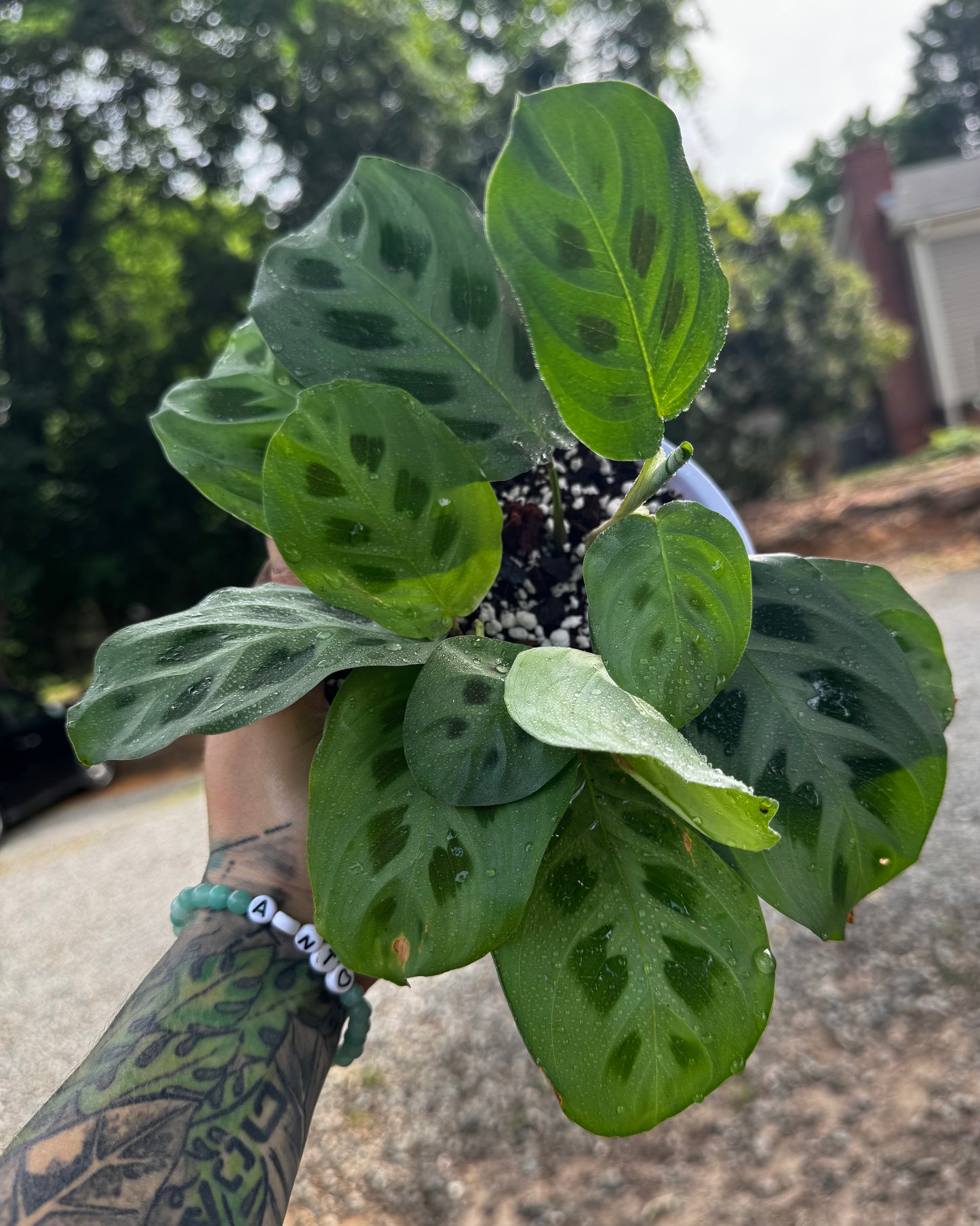 Maranta Leuconeura ‘Kerchoveana’
