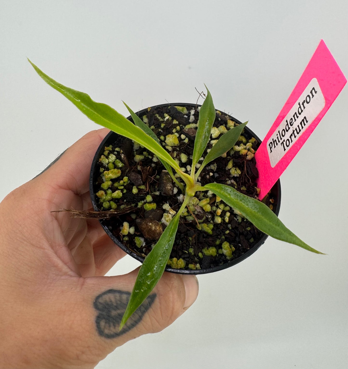 Philodendron Tortum