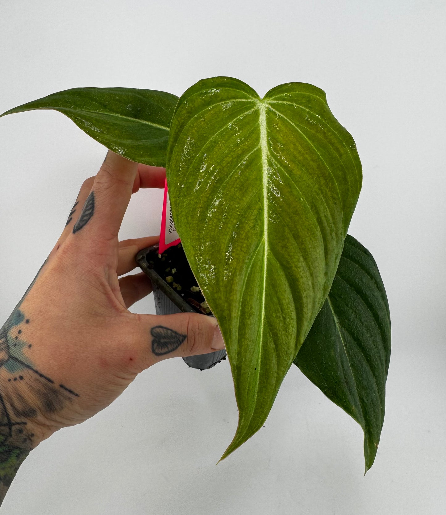 Philodendron Glorious
