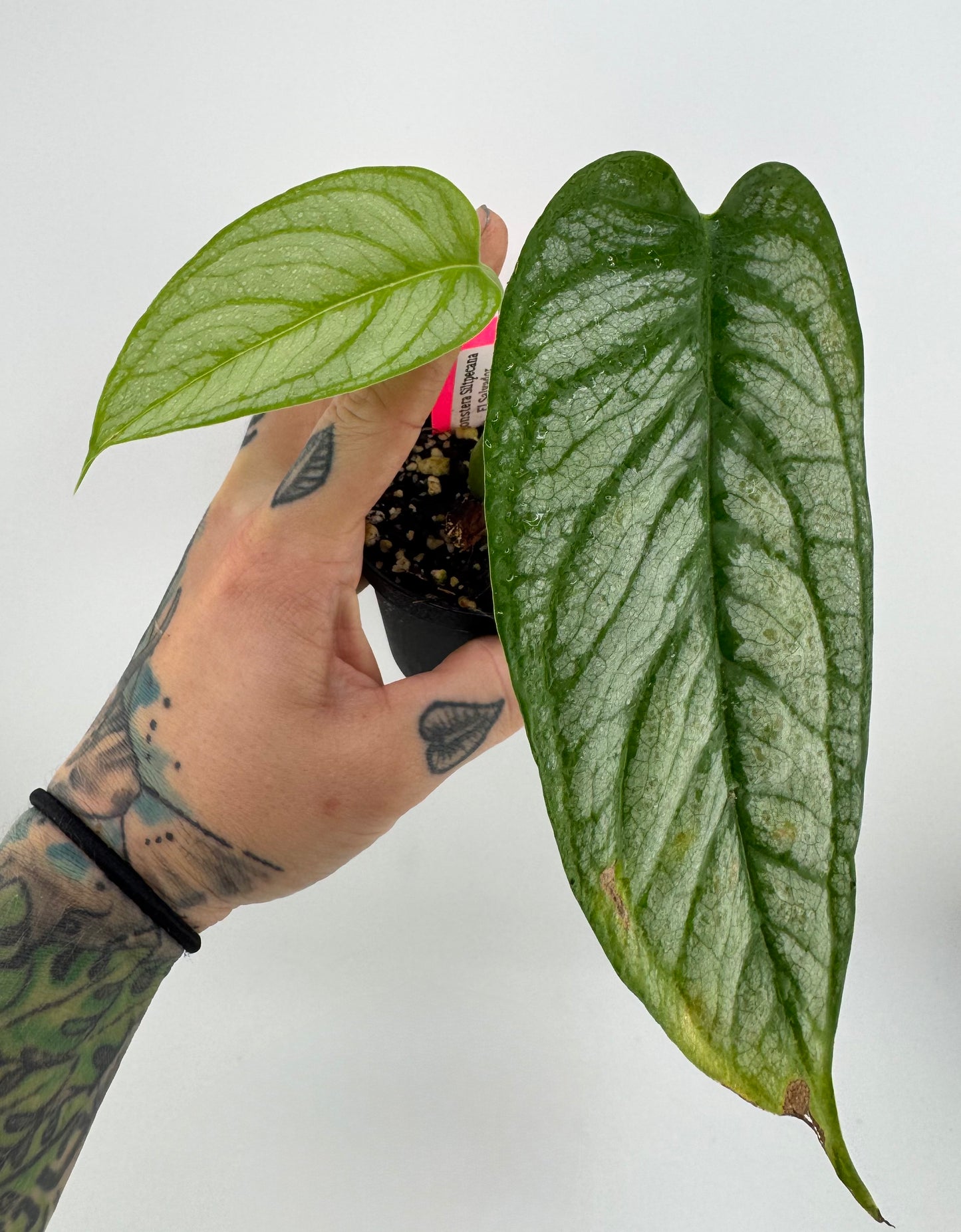 Monstera Siltpecana ‘El Salvador’