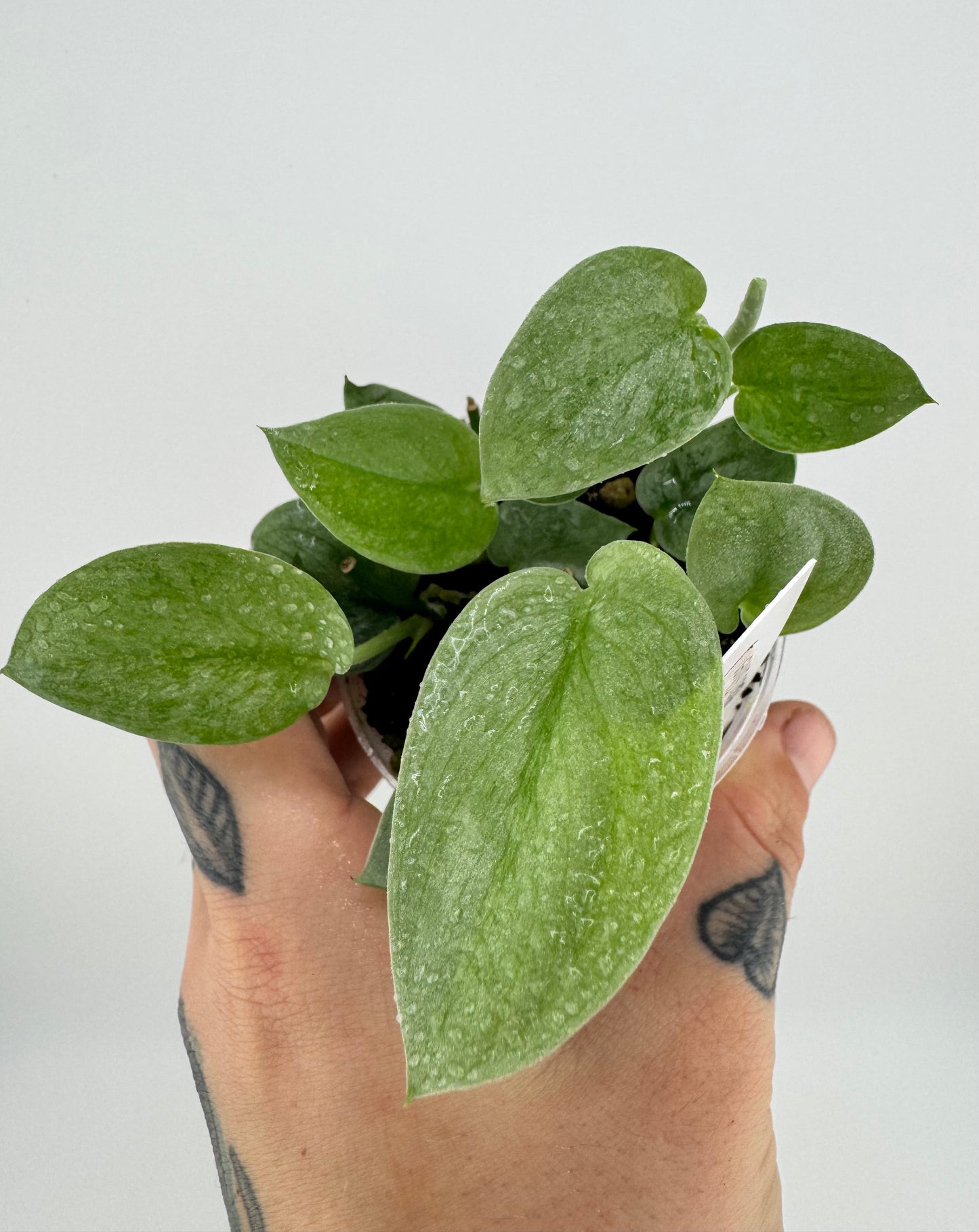 Scindapsus Soooo Silver