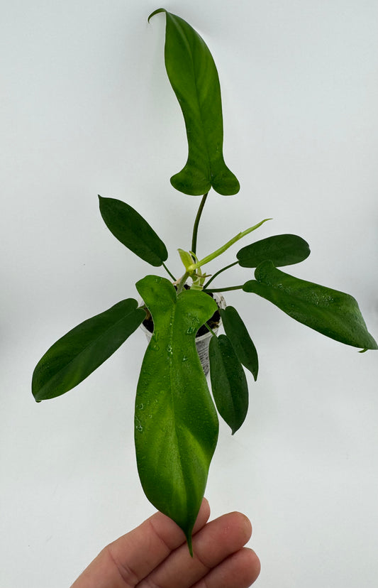 Philodendron Florida Green
