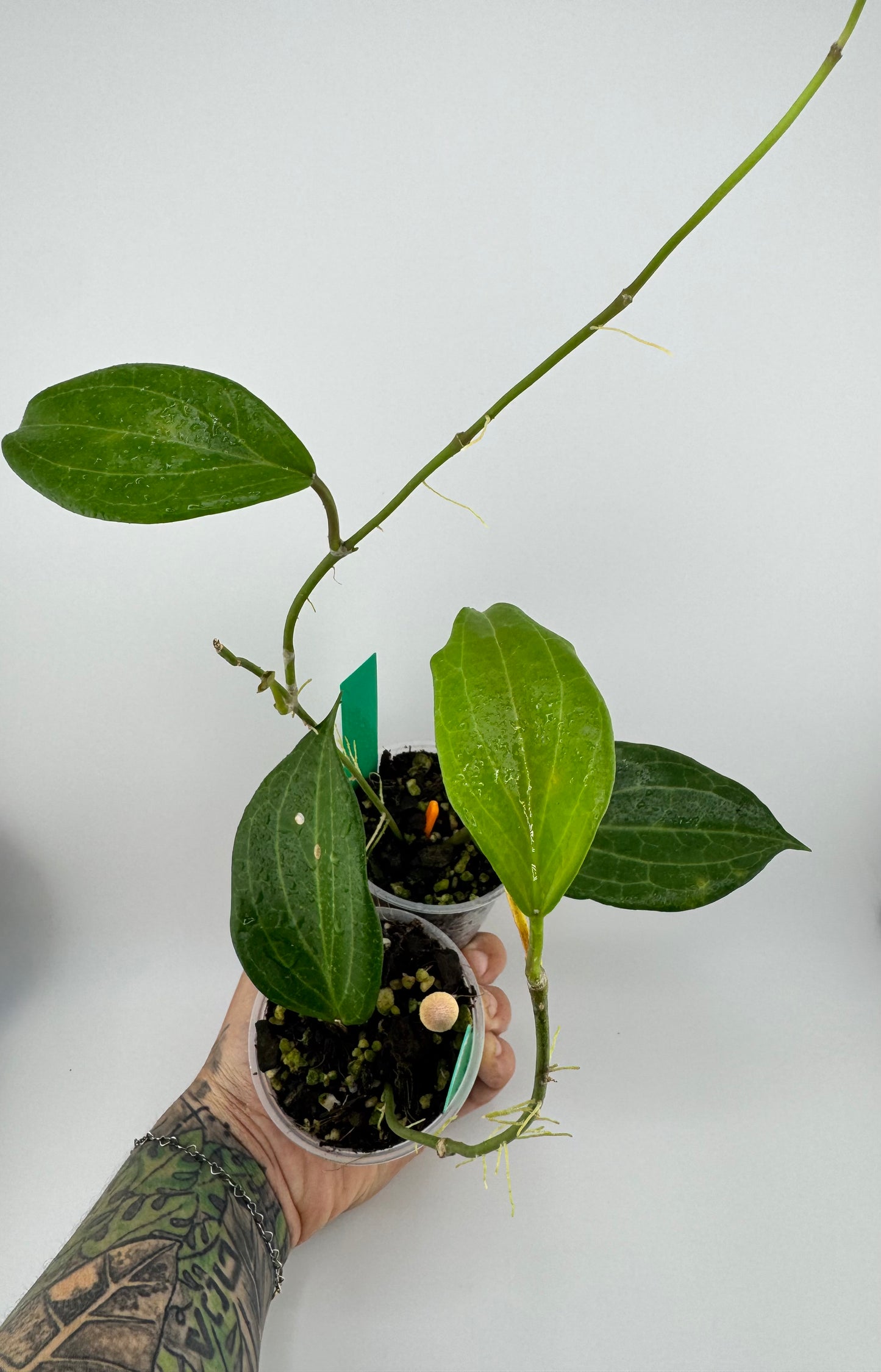 Hoya Quinquenervia