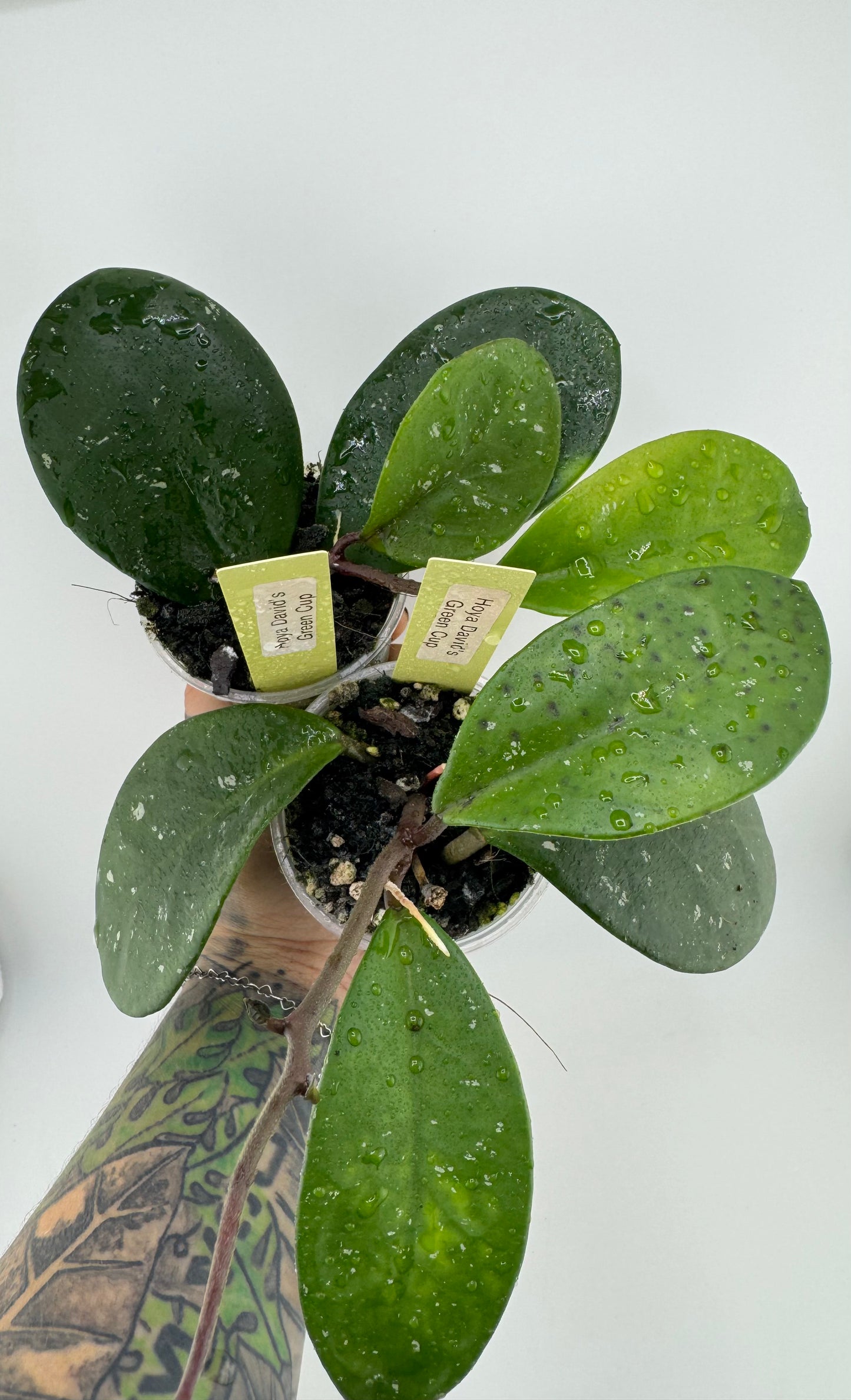 Hoya Carnosa ‘David’s Green Cup’