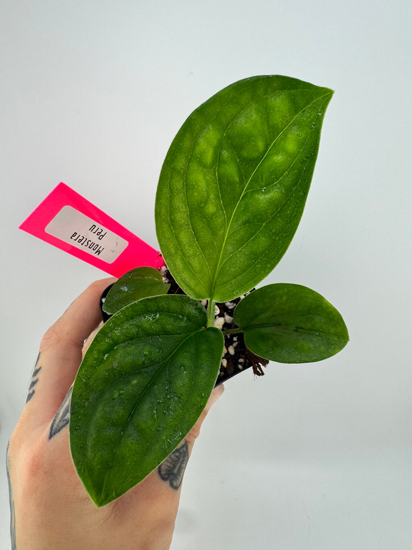 Monstera Peru