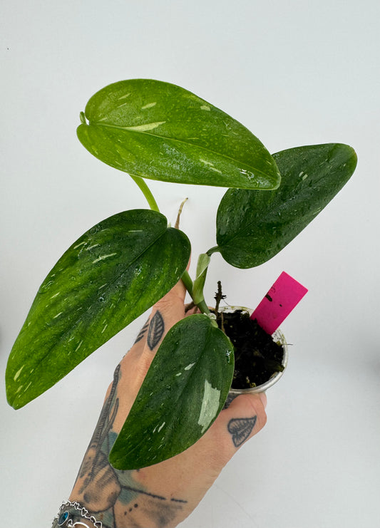 Monstera Standleyana ‘Albo’