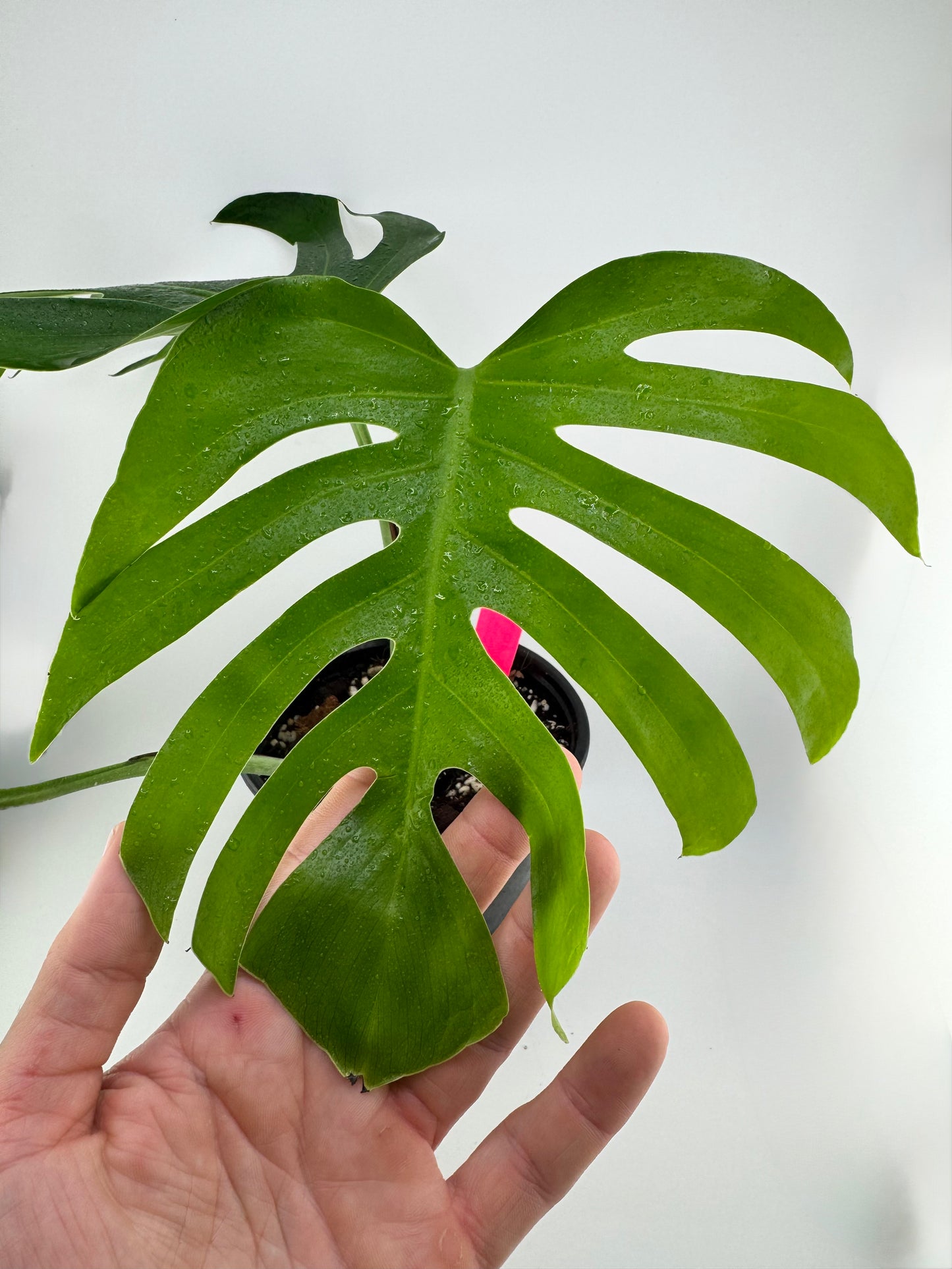Monstera Sierrana