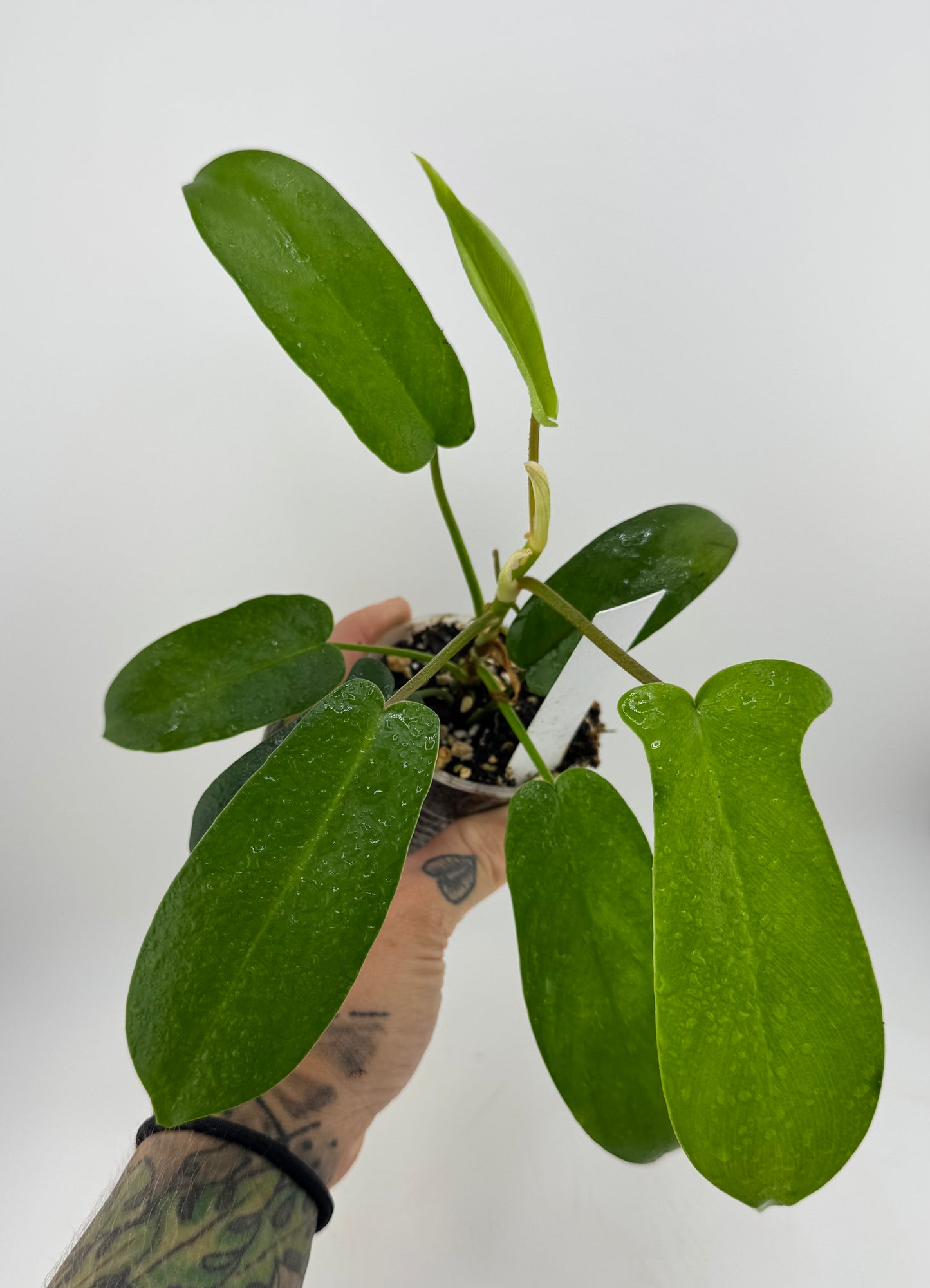 Philodendron Florida Green