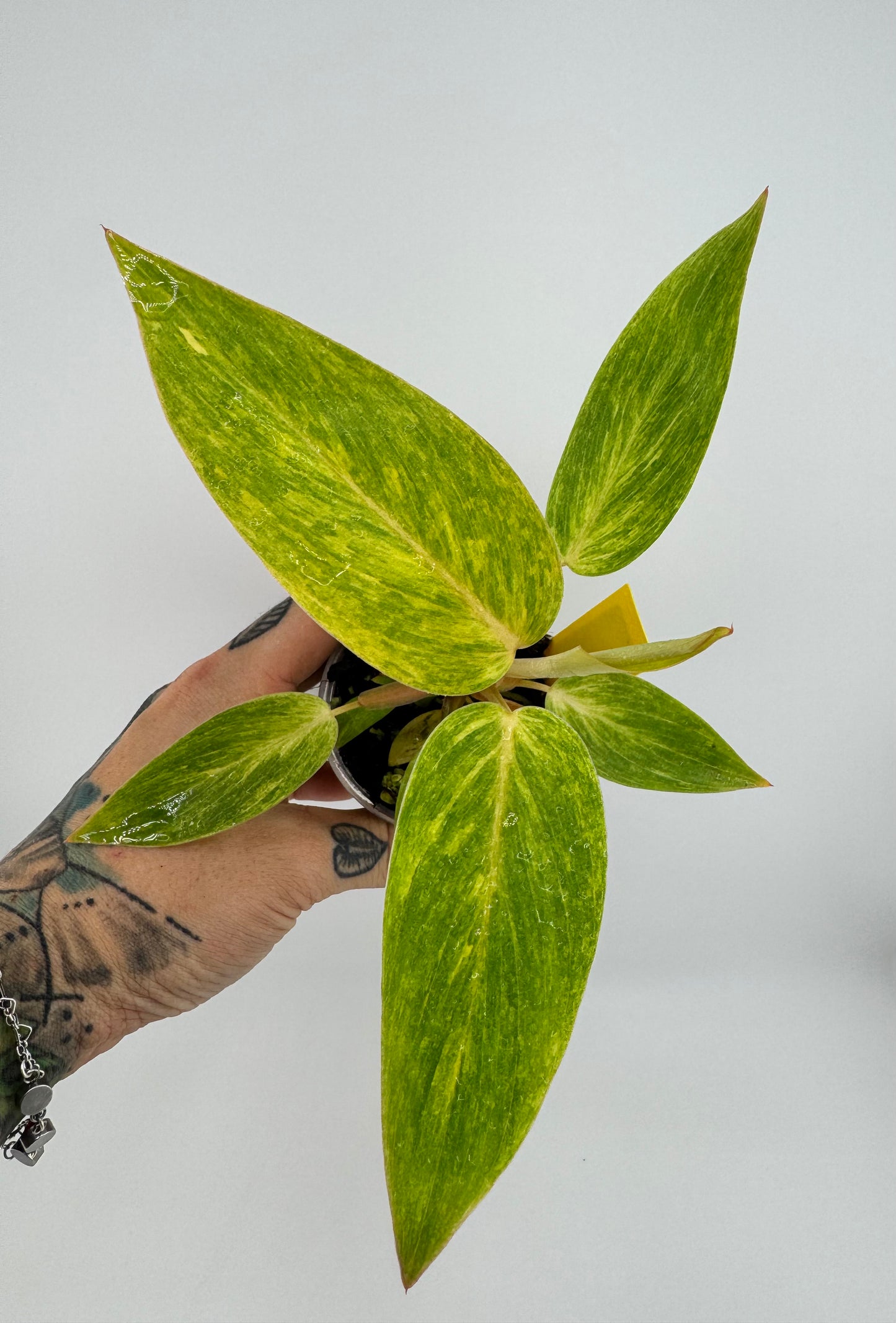 Philodendron Painted Lady