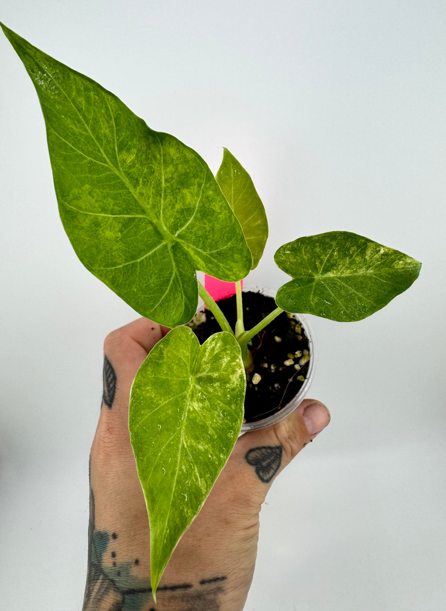 Alocasia Variegated Gagaena Aurea