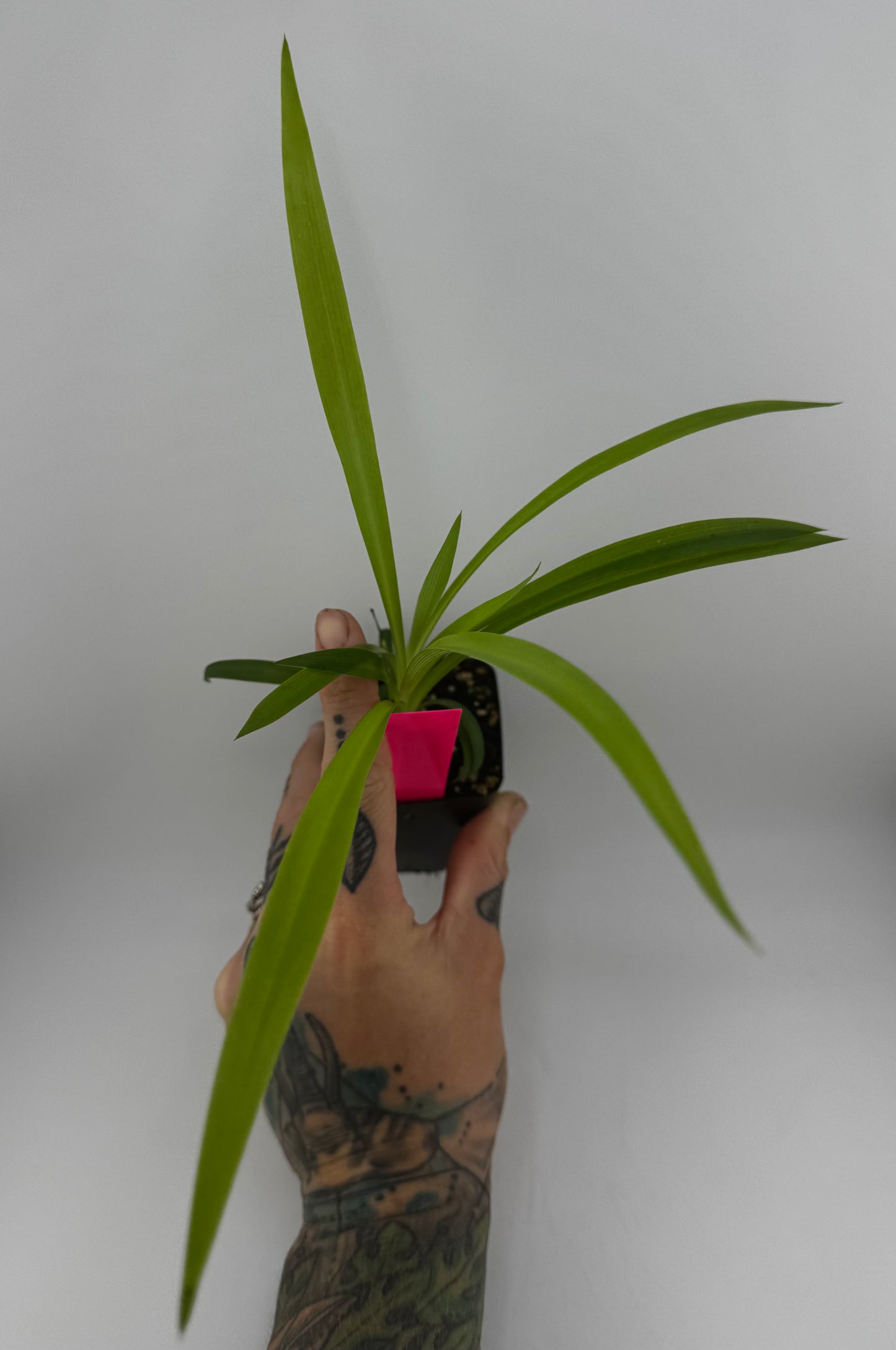 Spider Plant