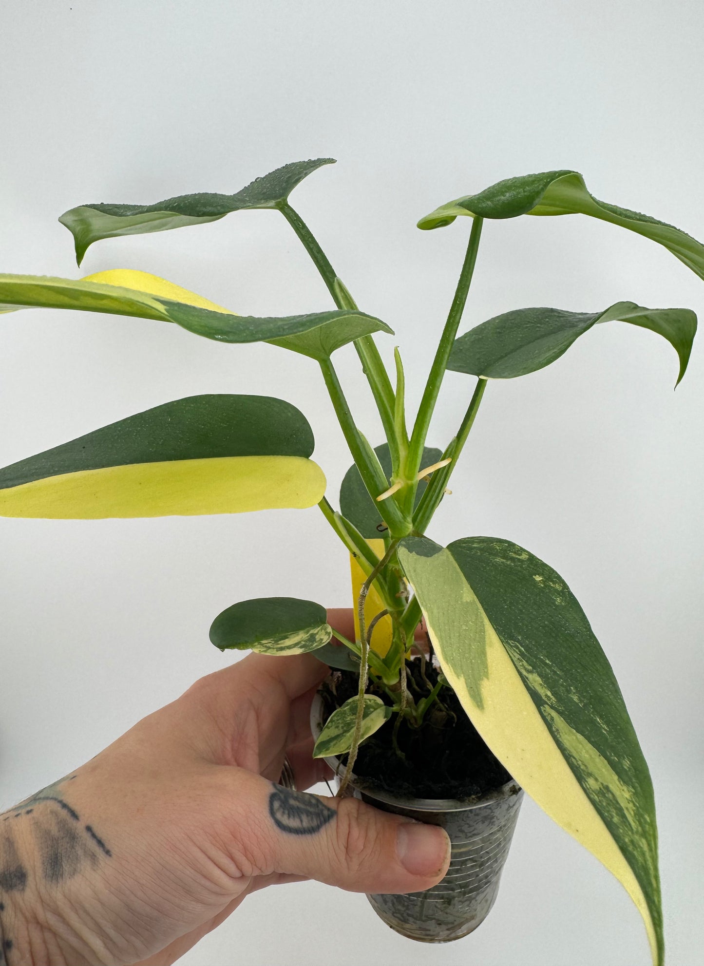 Philodendron Variegated Bipennifolium #1