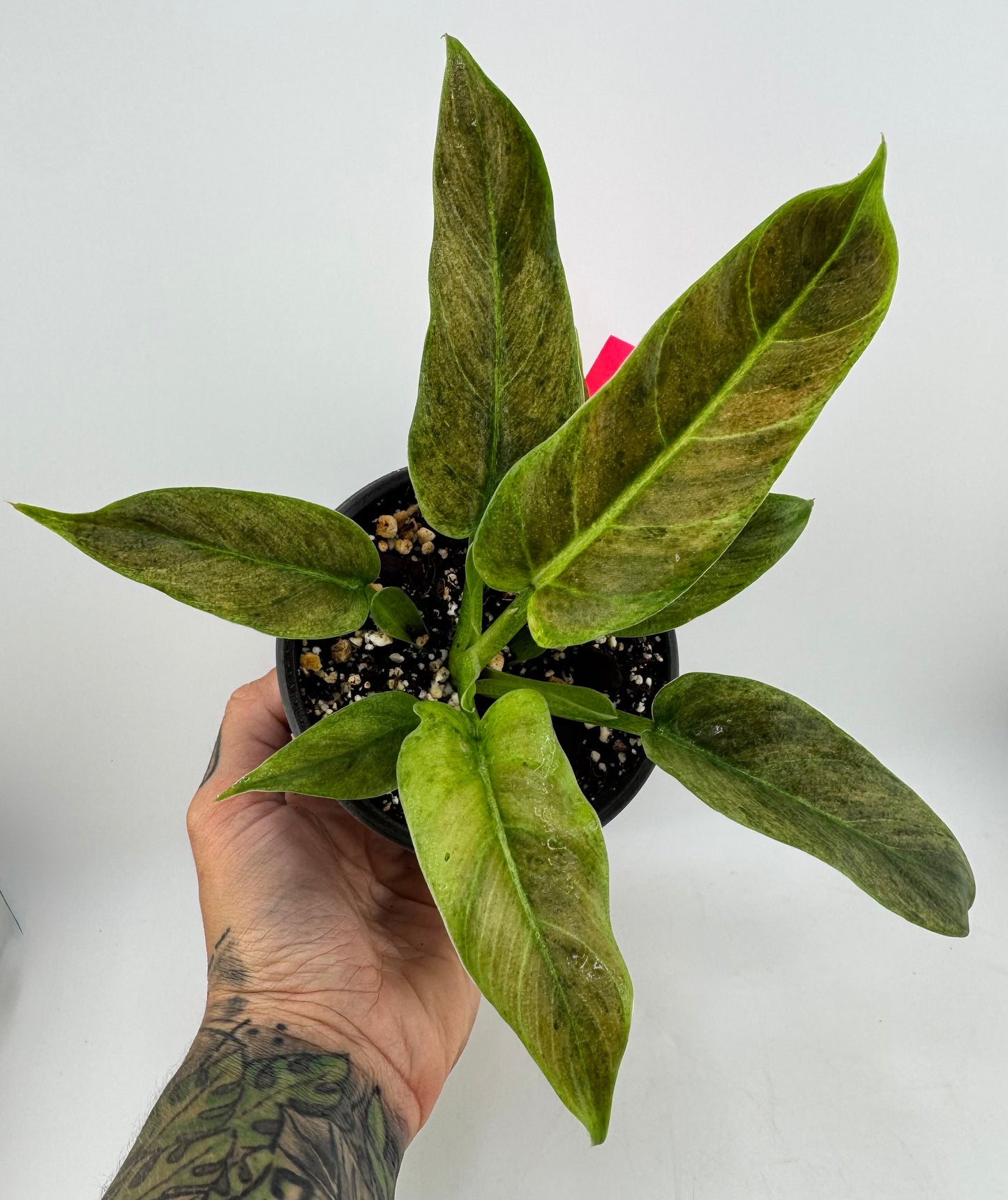 Philodendron Variegated Subhastum