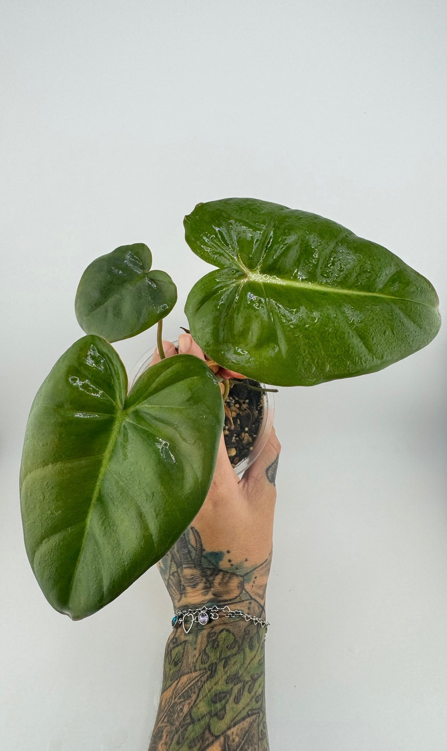 Philodendron Billienum (Billietiae x Pastazanum)