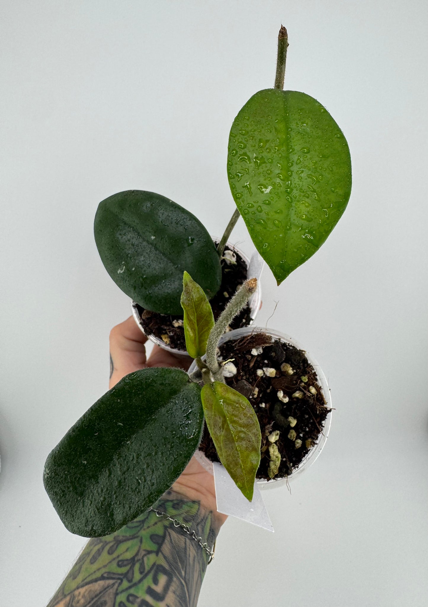 Hoya ‘Miss Debbie’